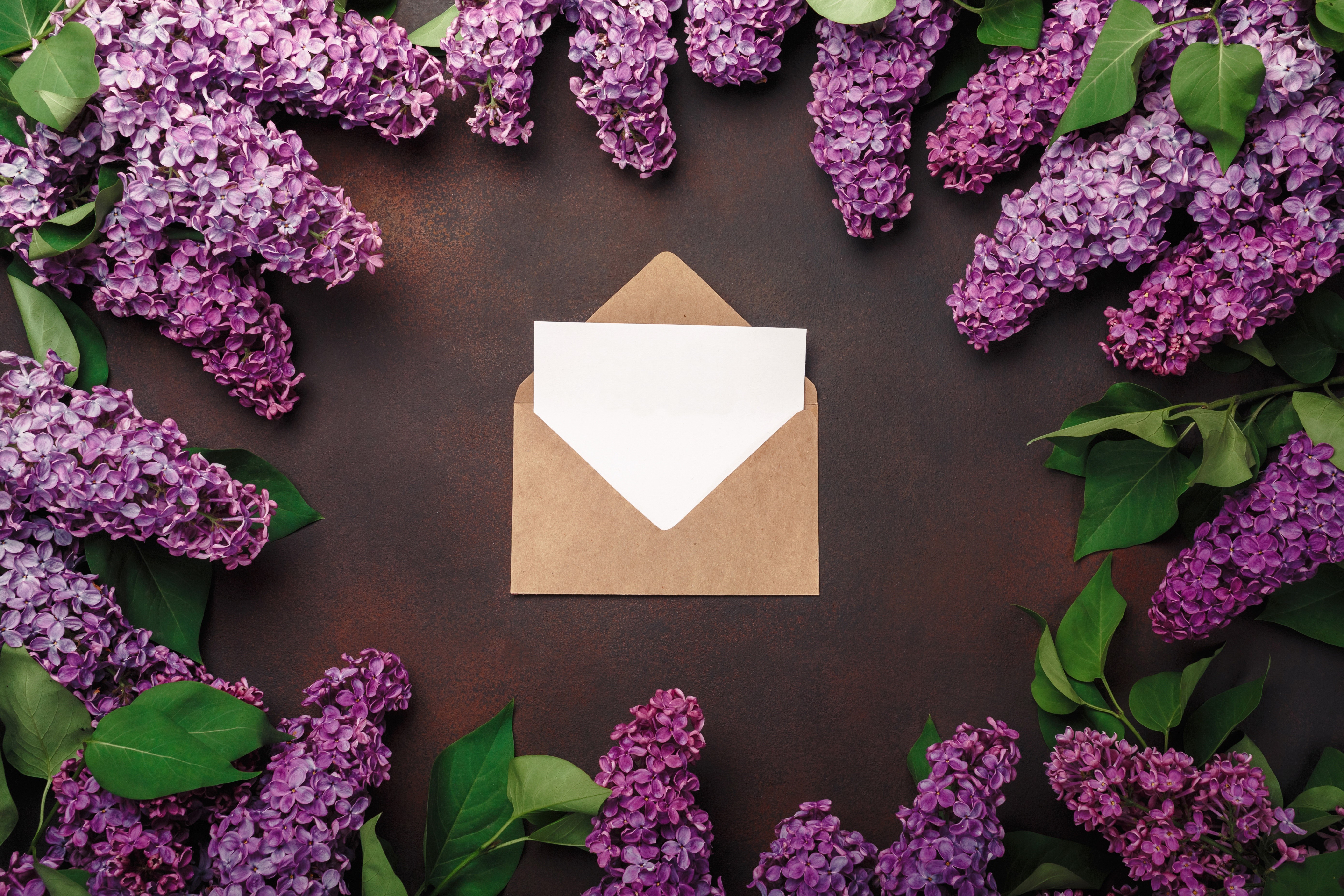 Lilac flowers frame an open envelope with a blank card HD Wallpaper