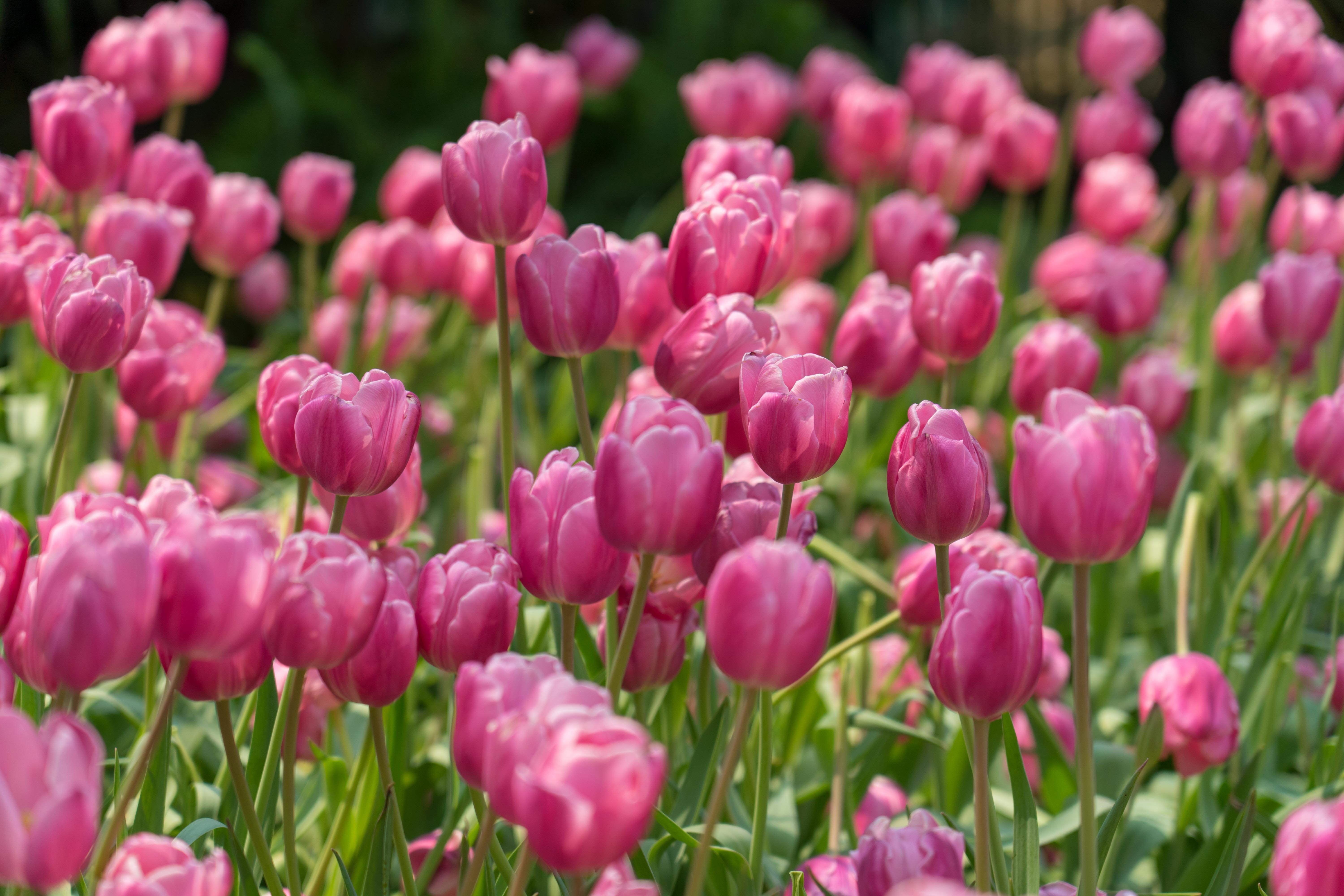 Pink Tulips with Bokeh HD Wallpaper