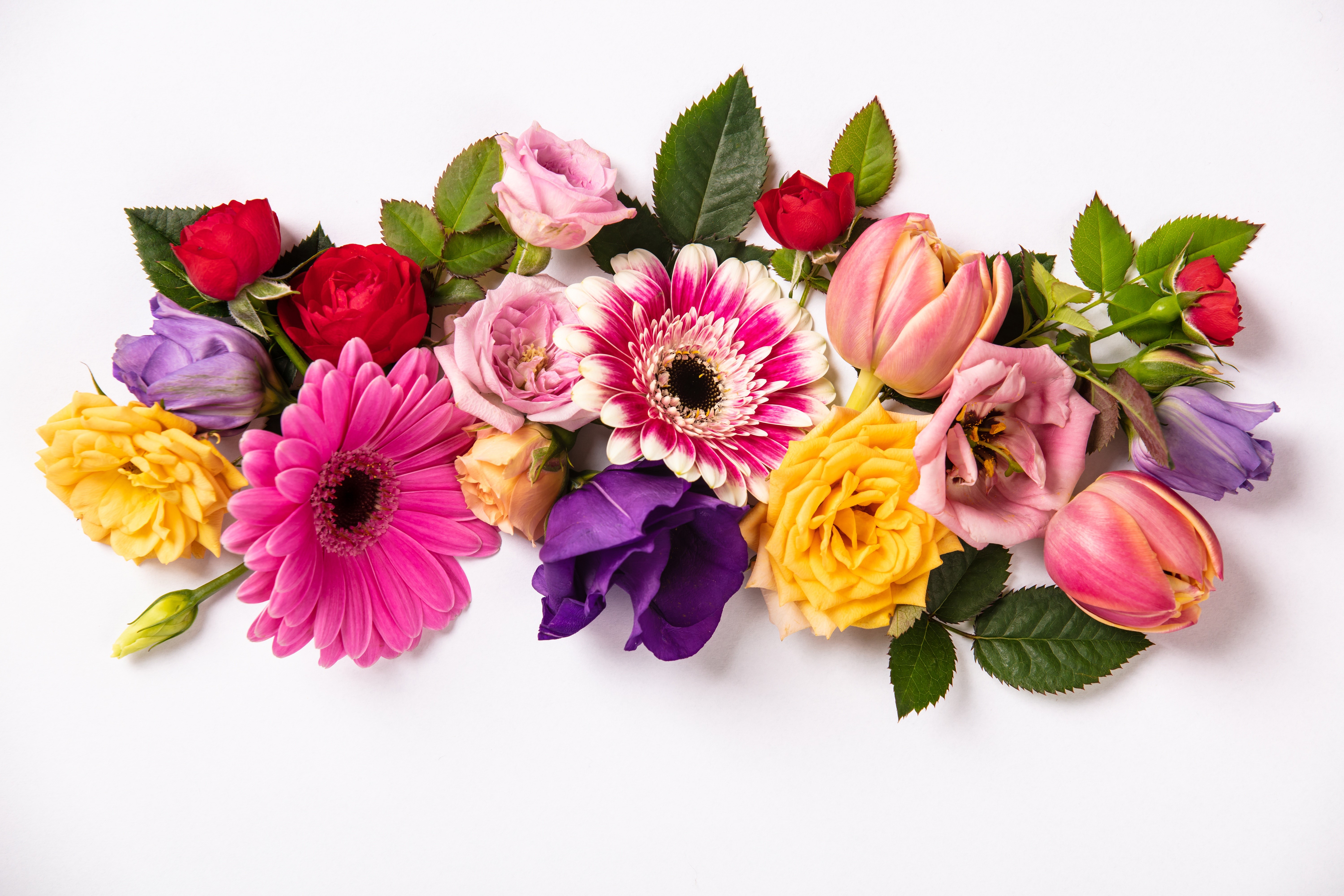 Roses, Tulips, and Gerberas on White Background HD Wallpaper