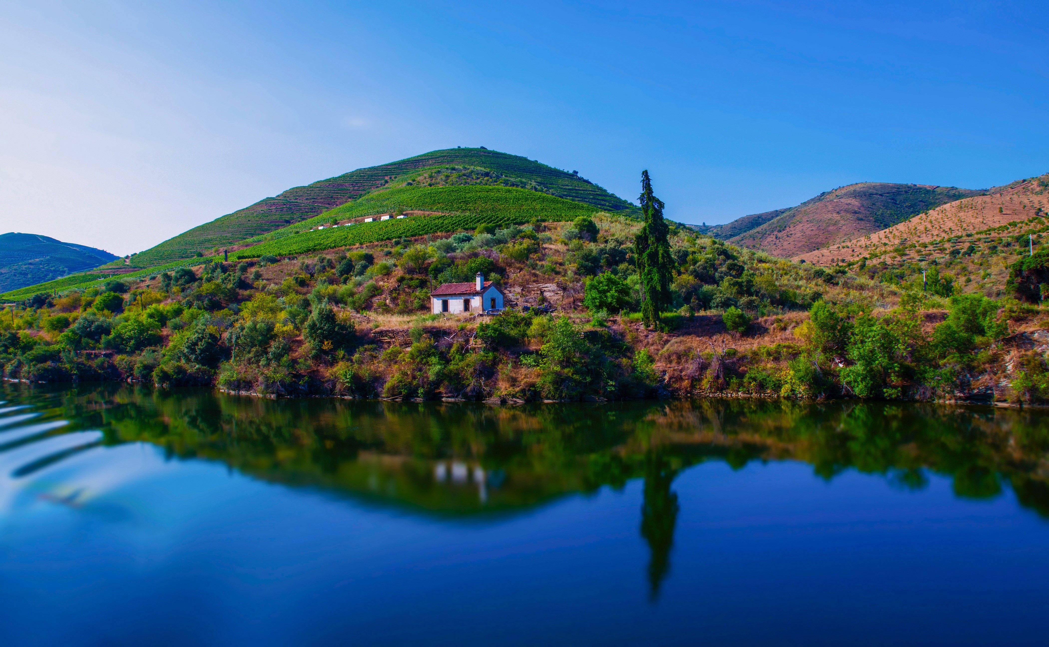 Douro River with Vineyards and a Small House in Portugal HD Wallpaper