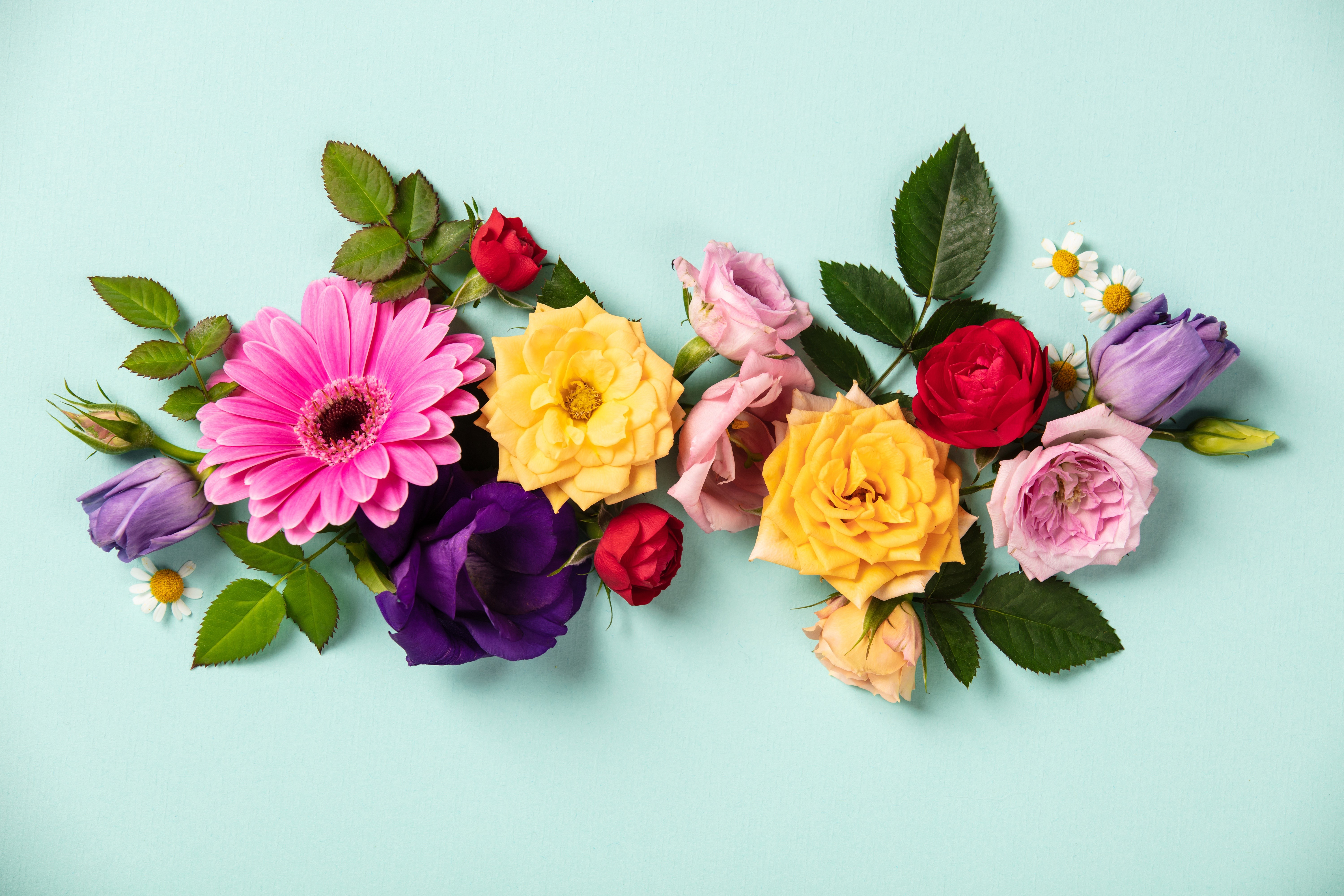 Roses, Tulips, and Gerberas on a Colored Background HD Wallpaper