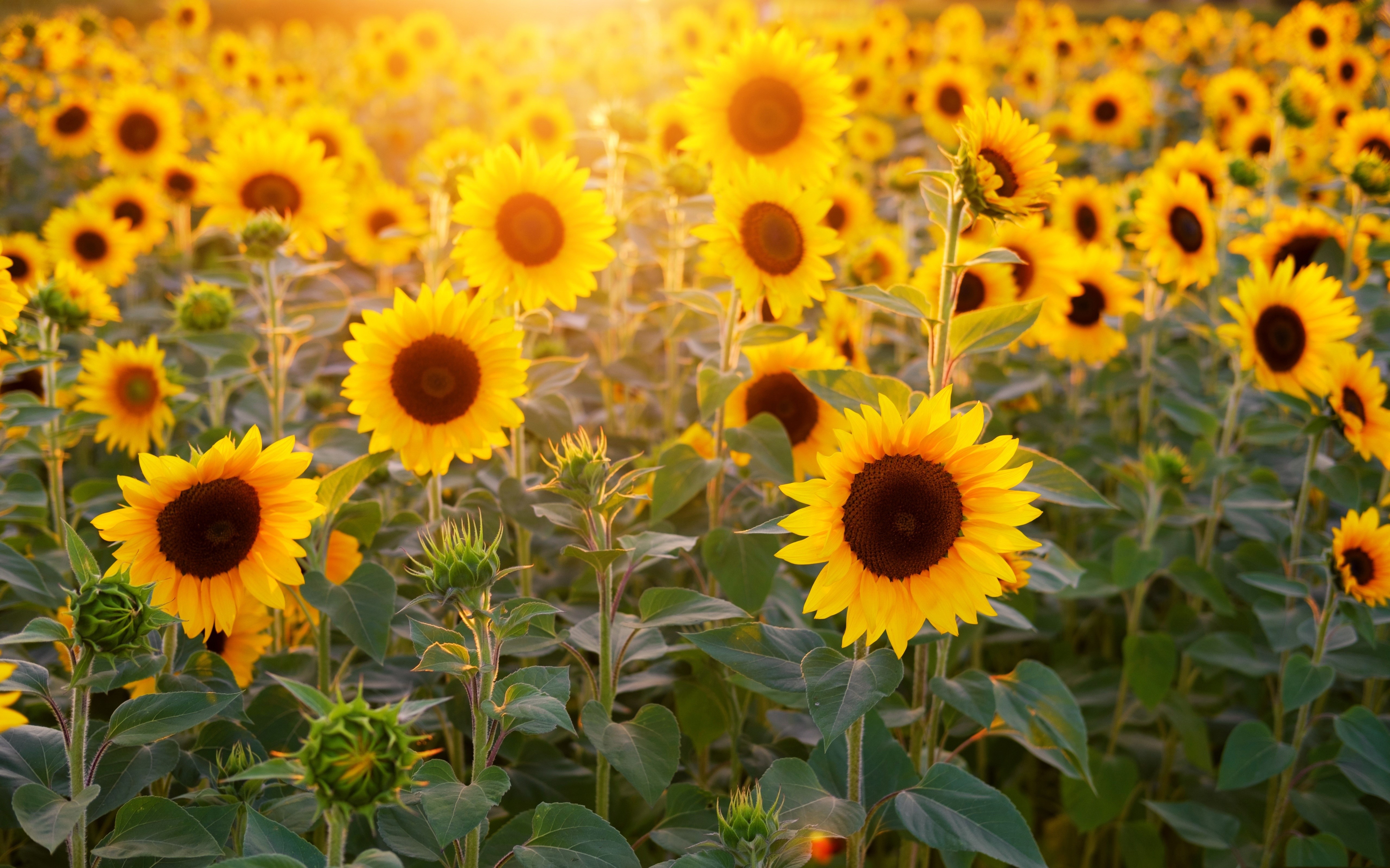 Sunflowers Field at Sunset HD Wallpaper
