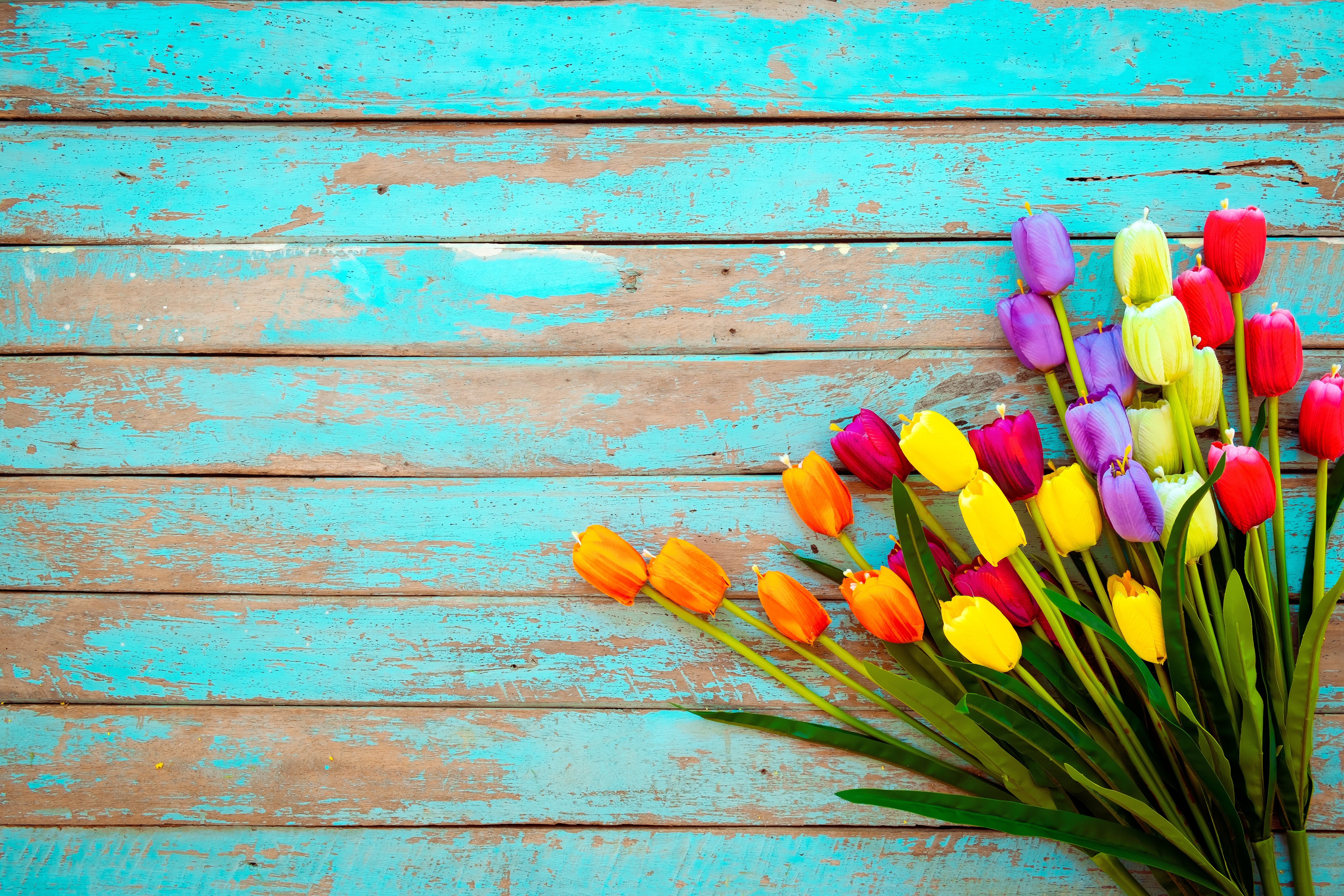 Multicolor Tulips on Weathered Blue Wood Planks HD Wallpaper