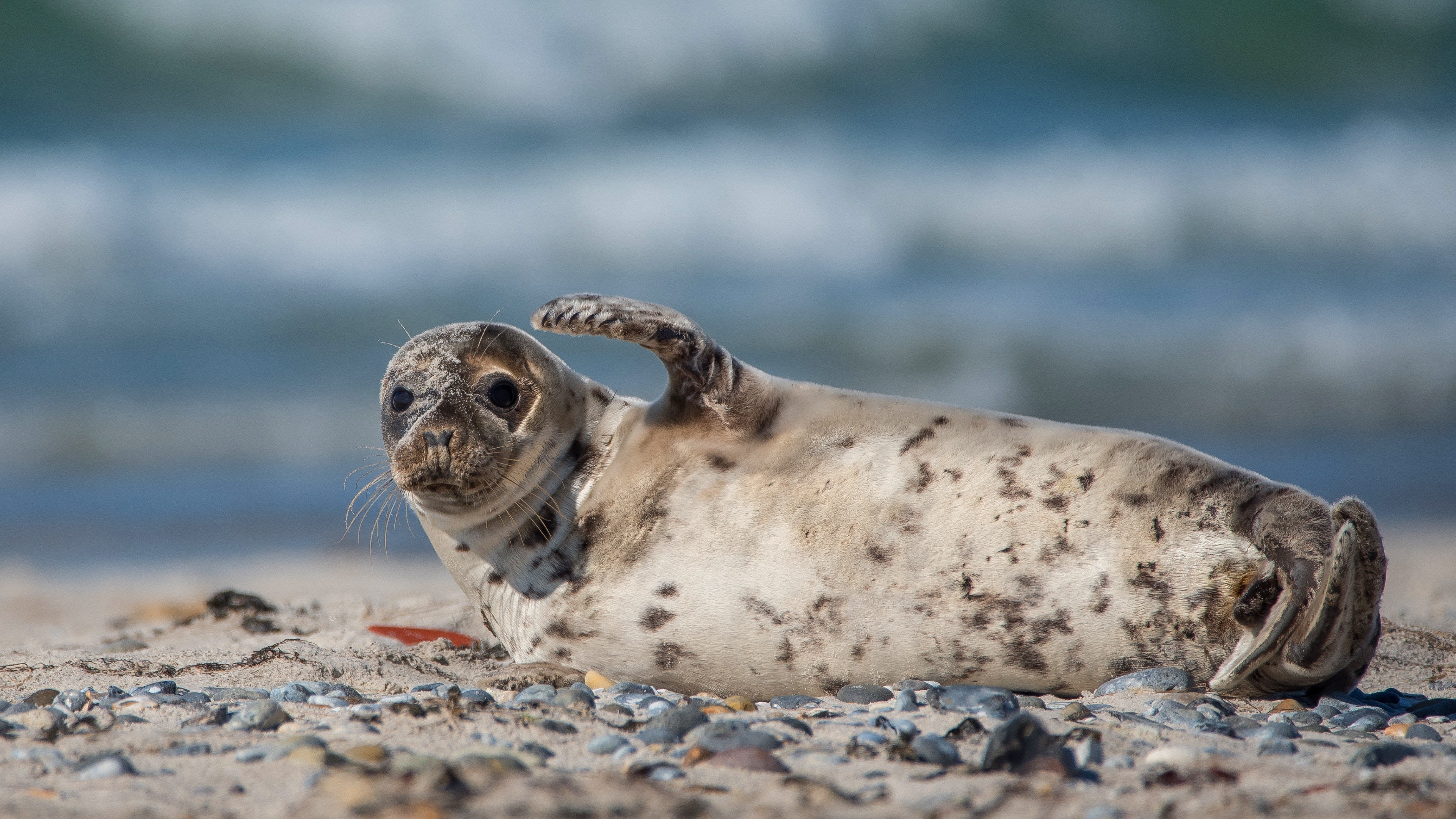 Seal posing on a beach with bokeh background HD Wallpaper