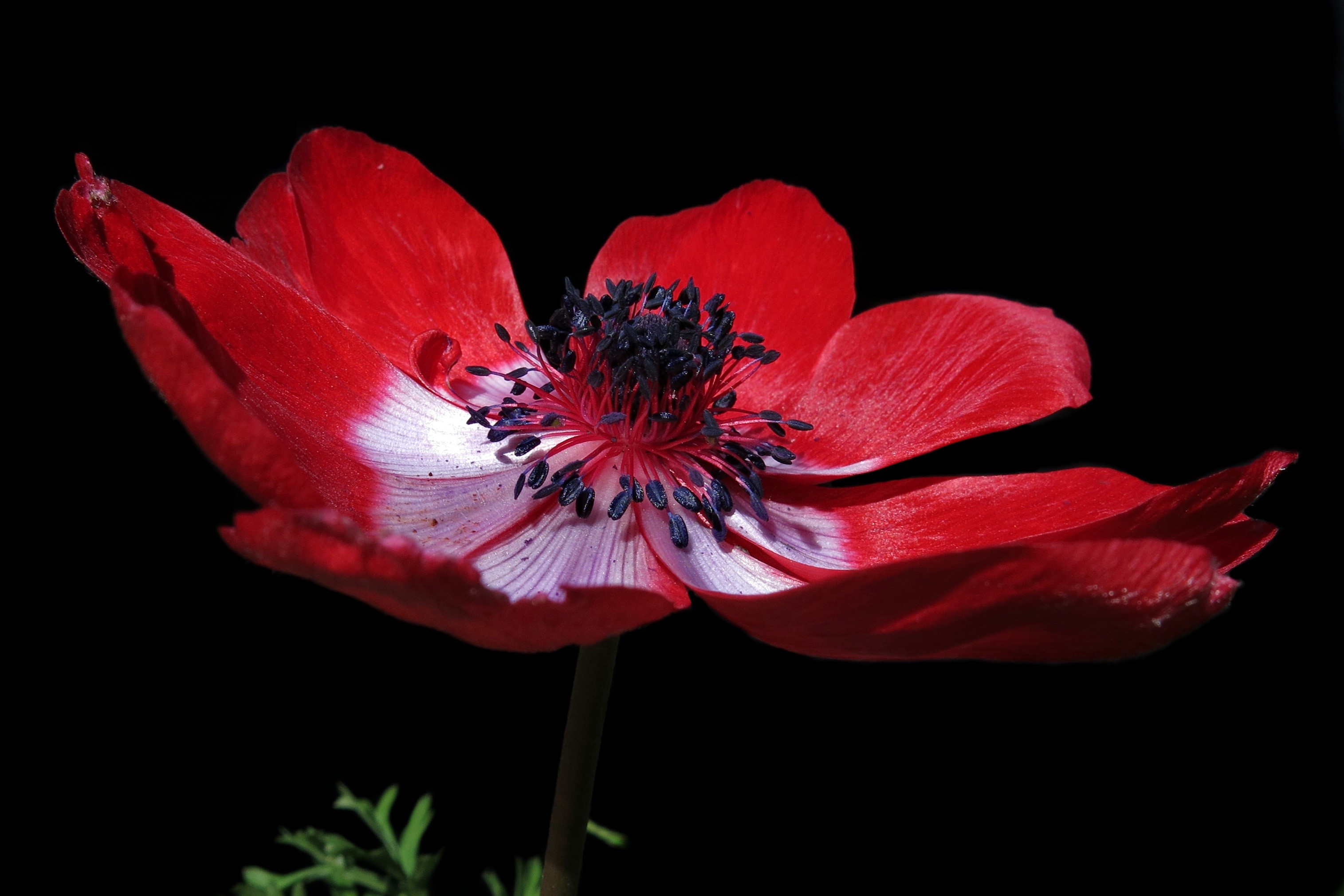 Red Anemone flower with black center on black background HD Wallpaper