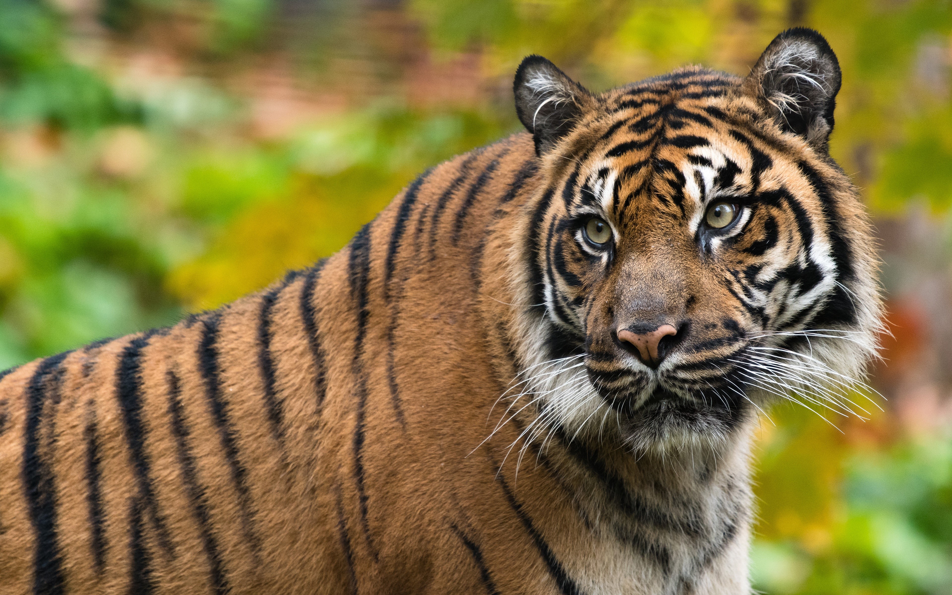 Tiger with black stripes and whiskers HD Wallpaper