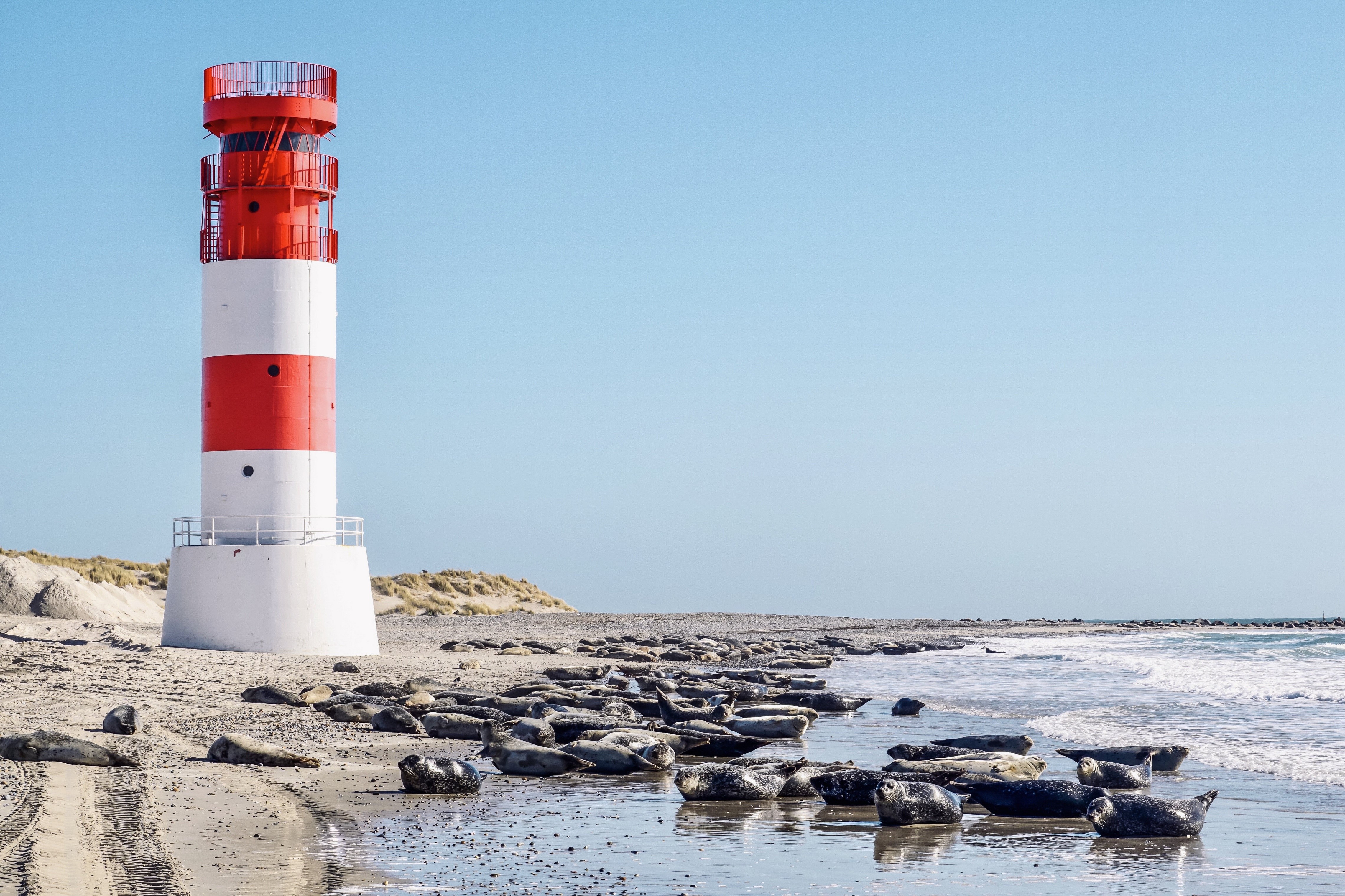 Red and white lighthouse on a beach with seals HD Wallpaper