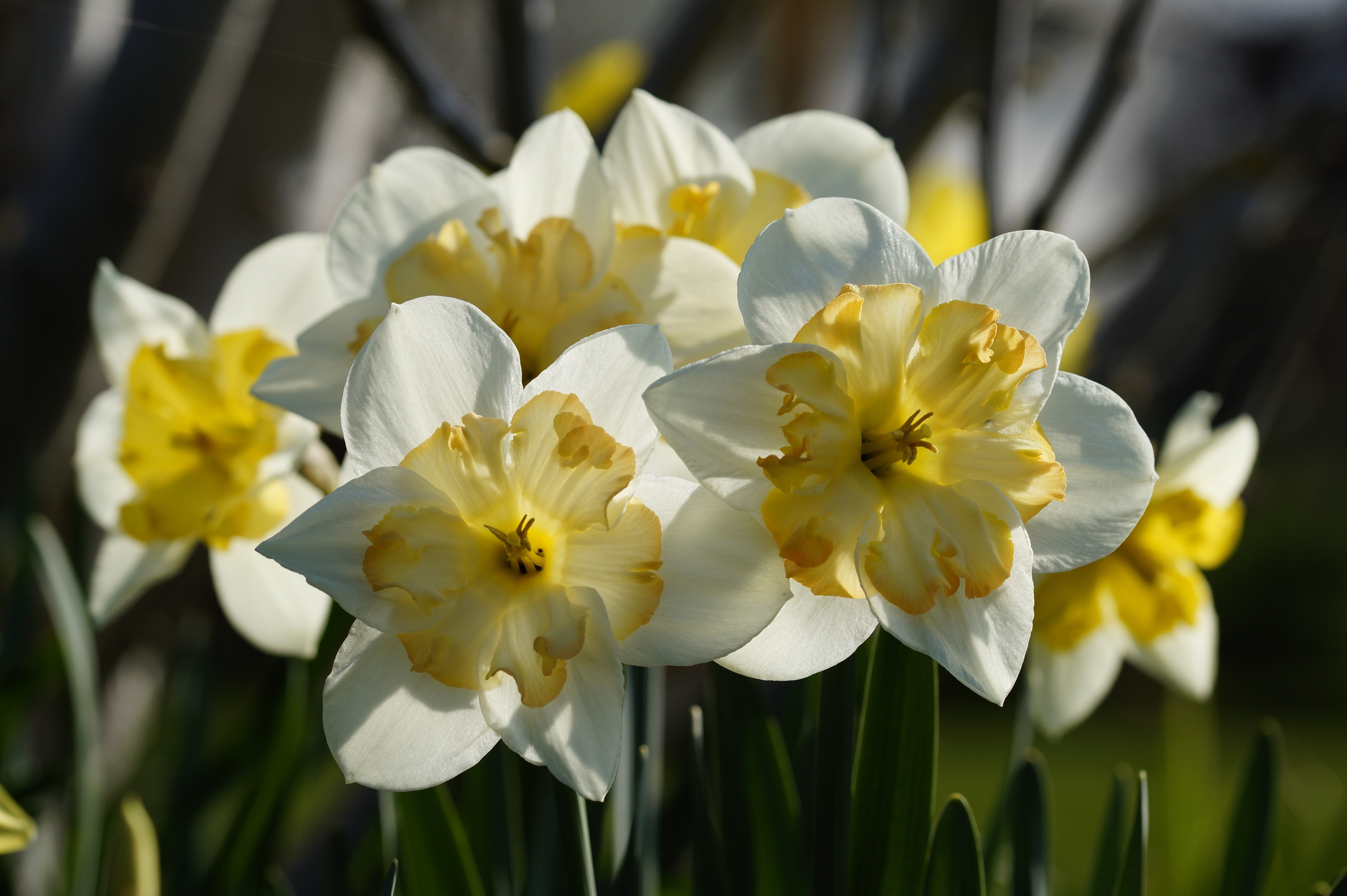 White and Yellow Daffodils Closeup HD Wallpaper