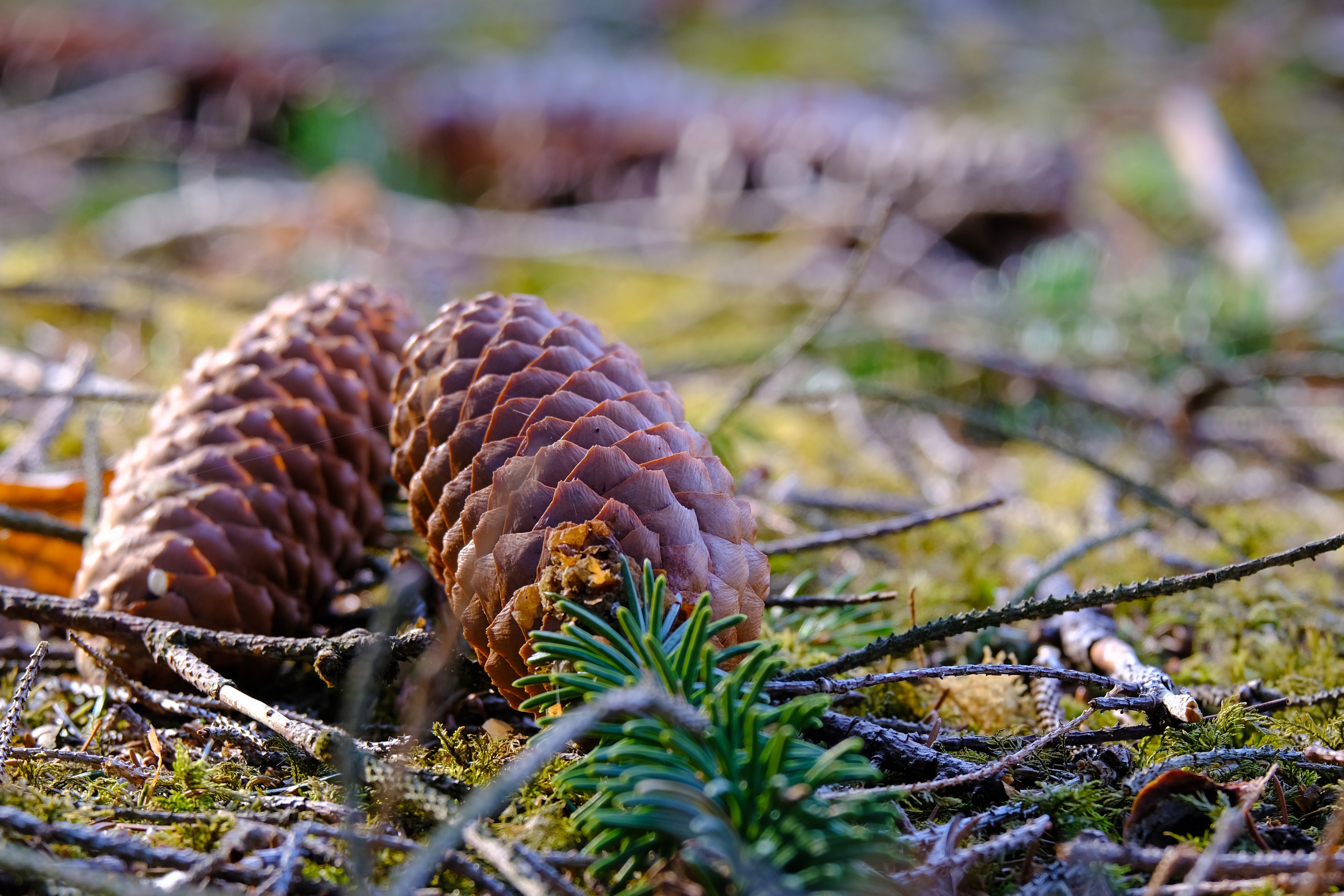 Pine cones on the forest floor HD Wallpaper