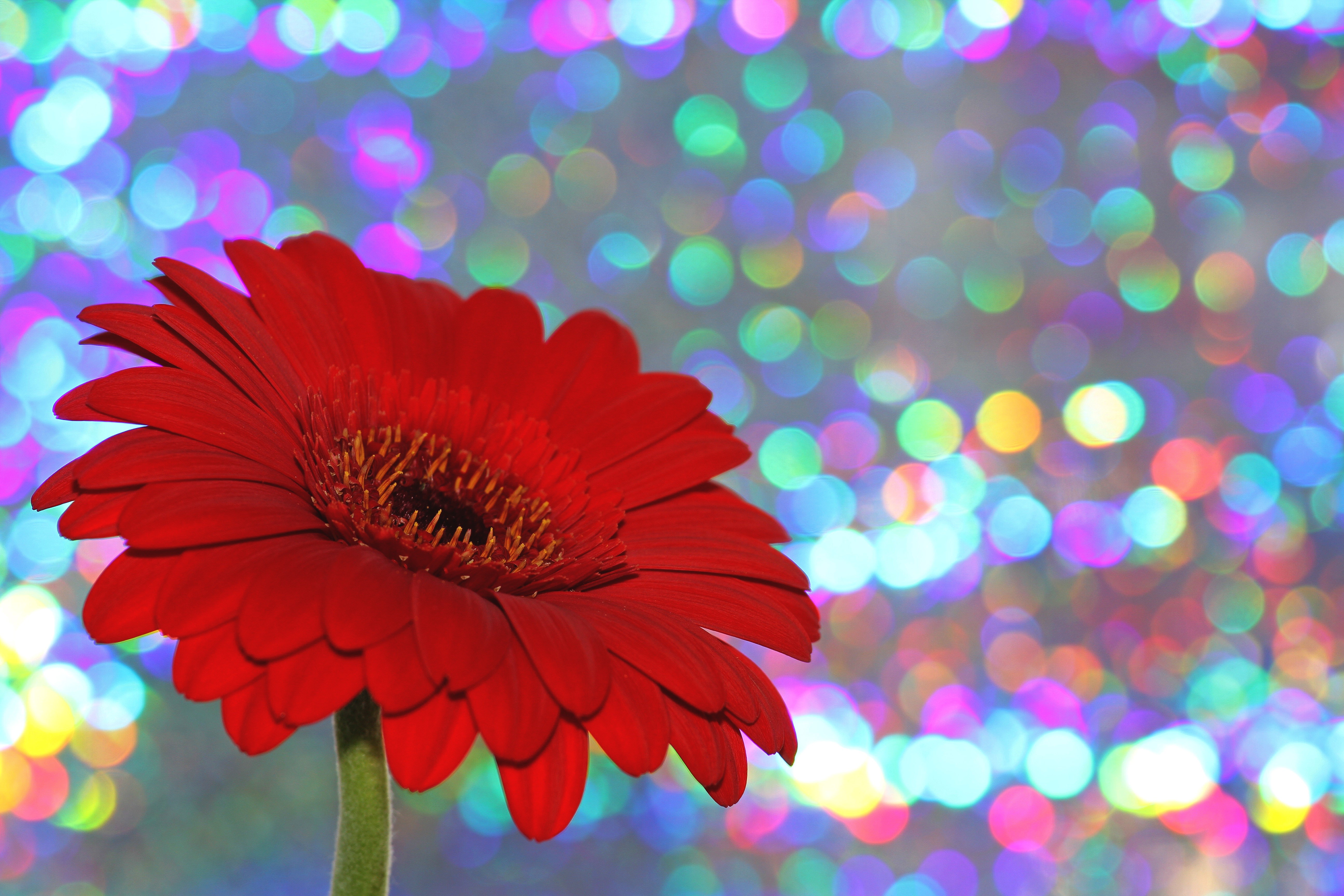 Red Gerbera flower with bokeh background HD Wallpaper
