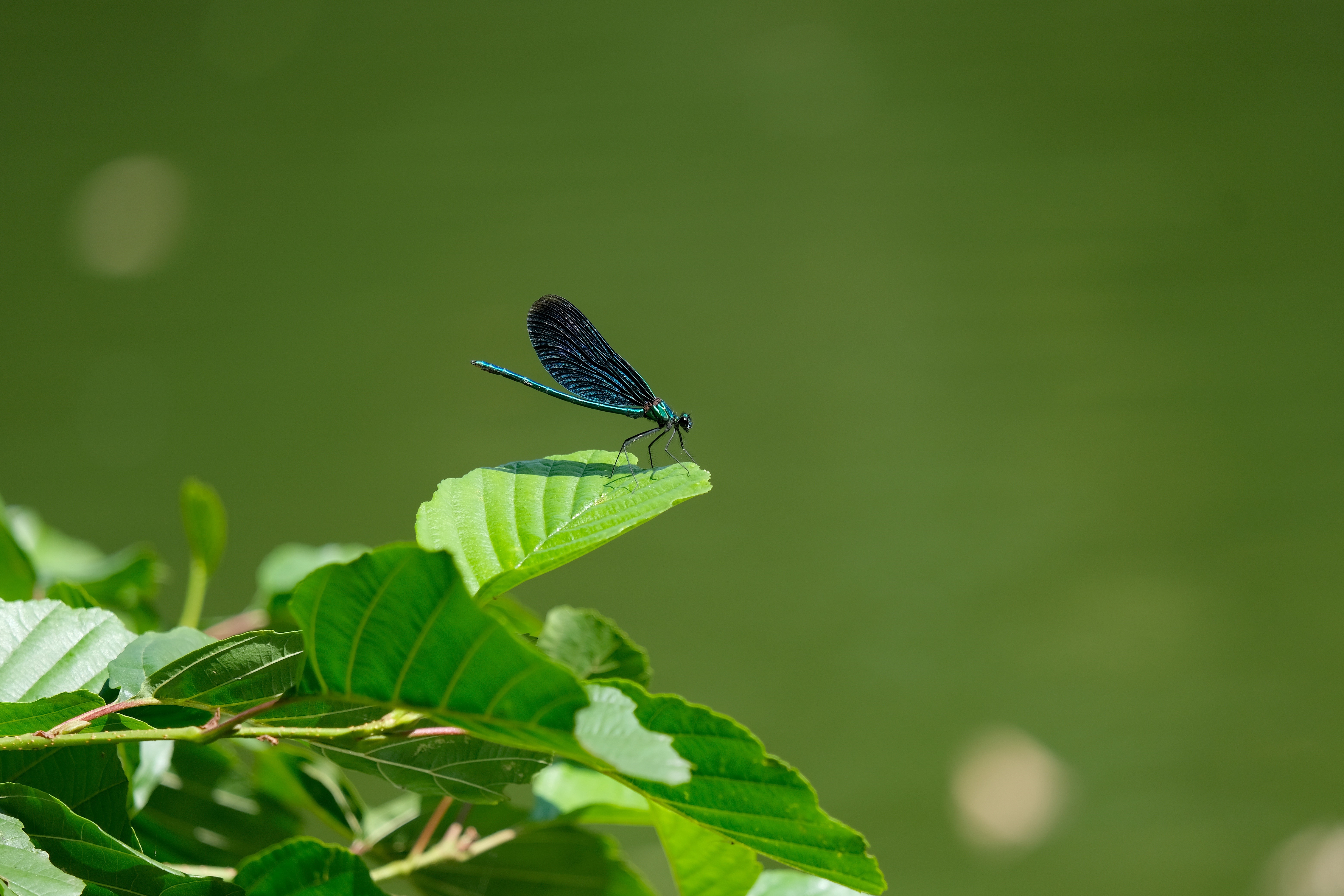 Calopteryx virgo dragonfly on a leaf HD Wallpaper