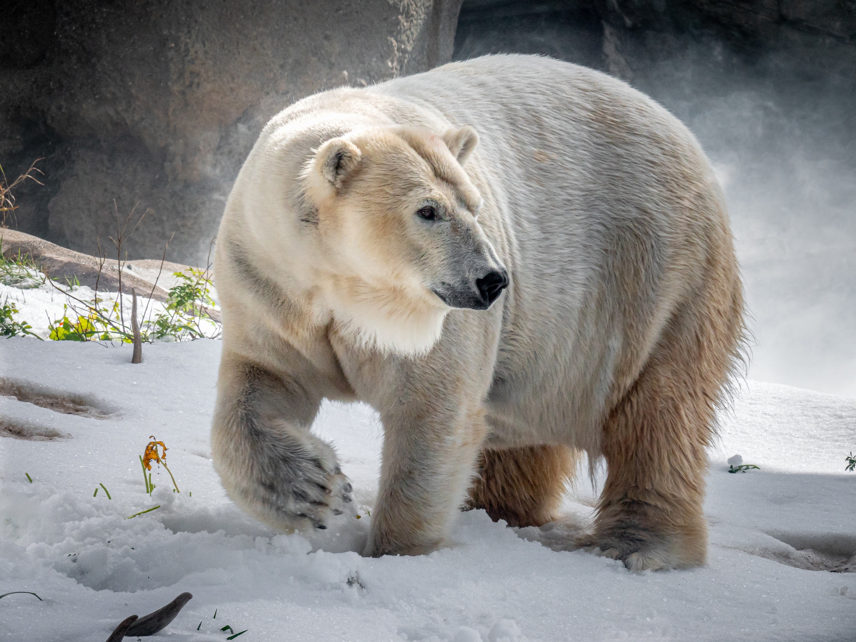 Polar bear walking in the snow HD Wallpaper
