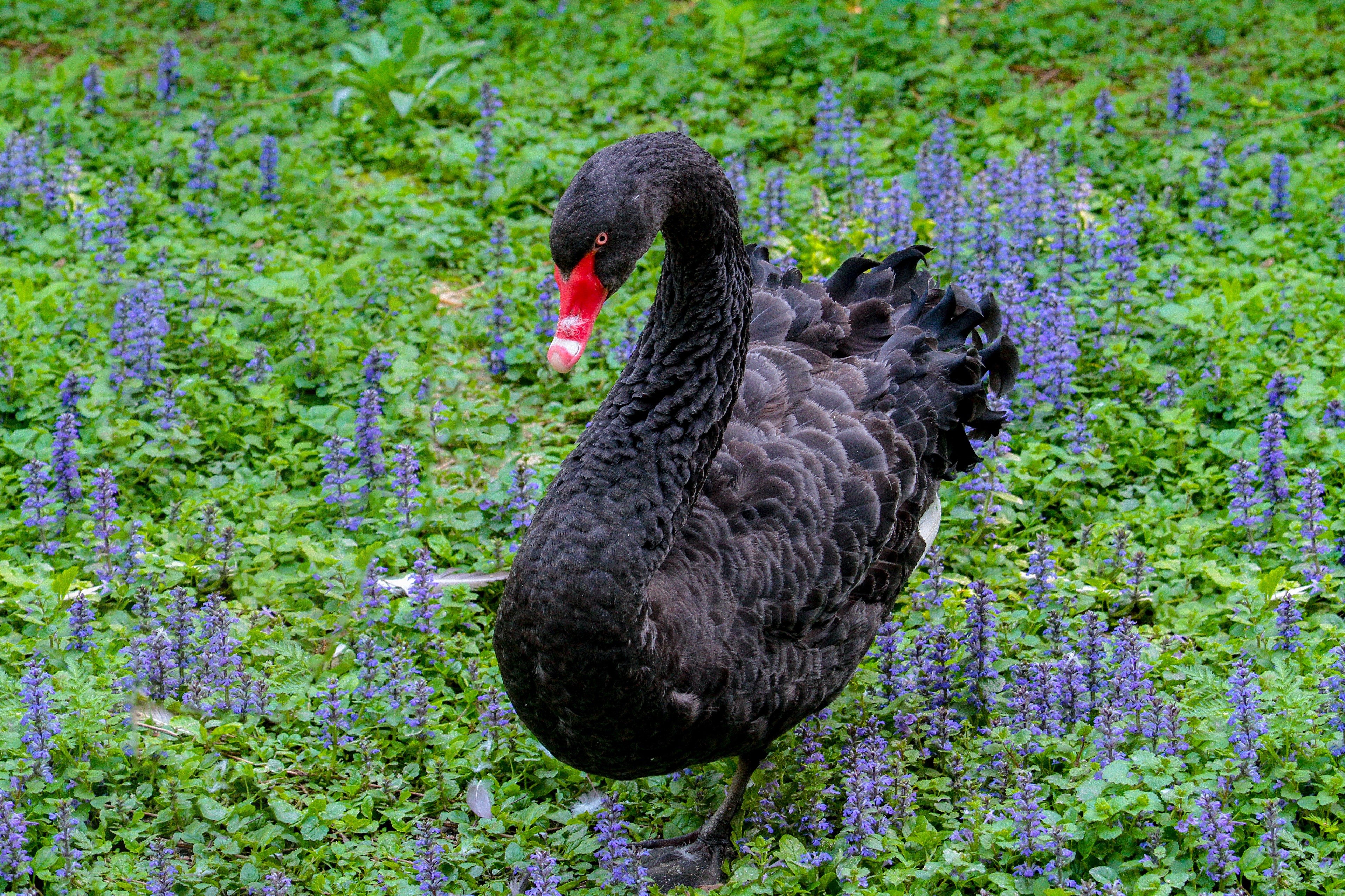Black Swan with Red Beak in Purple Flowers HD Wallpaper