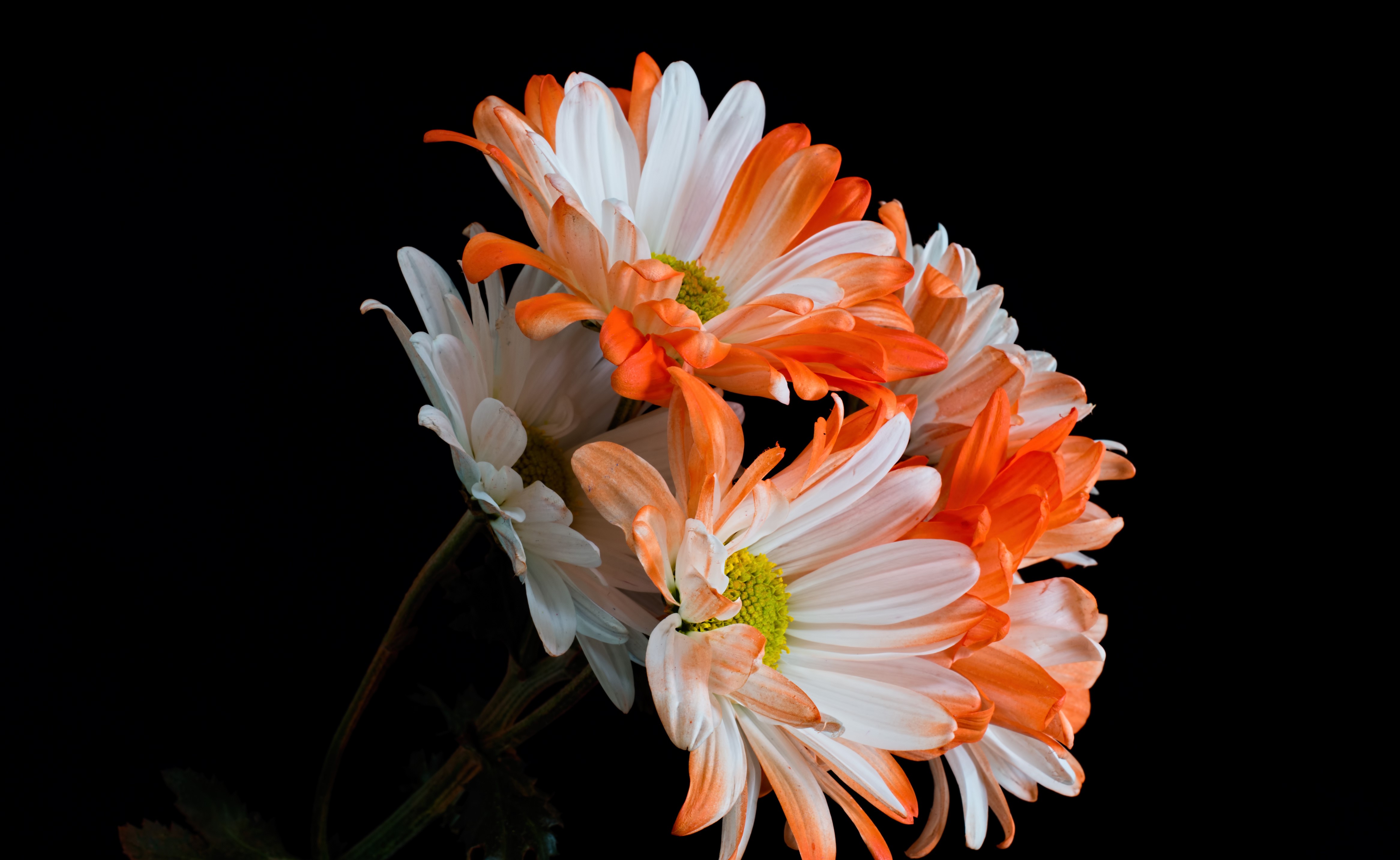4K Chrysanthemums Closeup Black background HD Wallpaper
