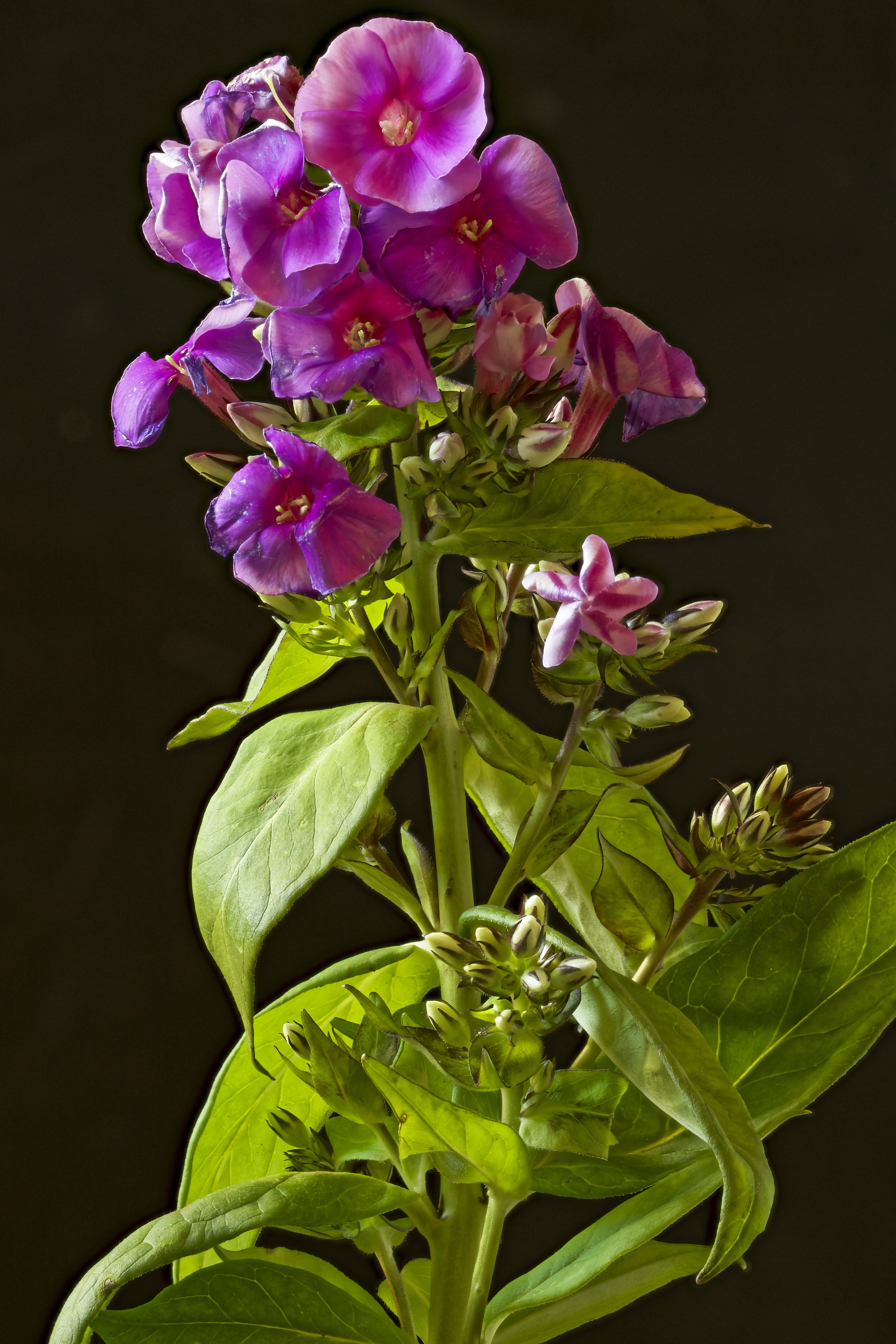 Purple Phlox flowers with buds on black background HD Phone Wallpaper