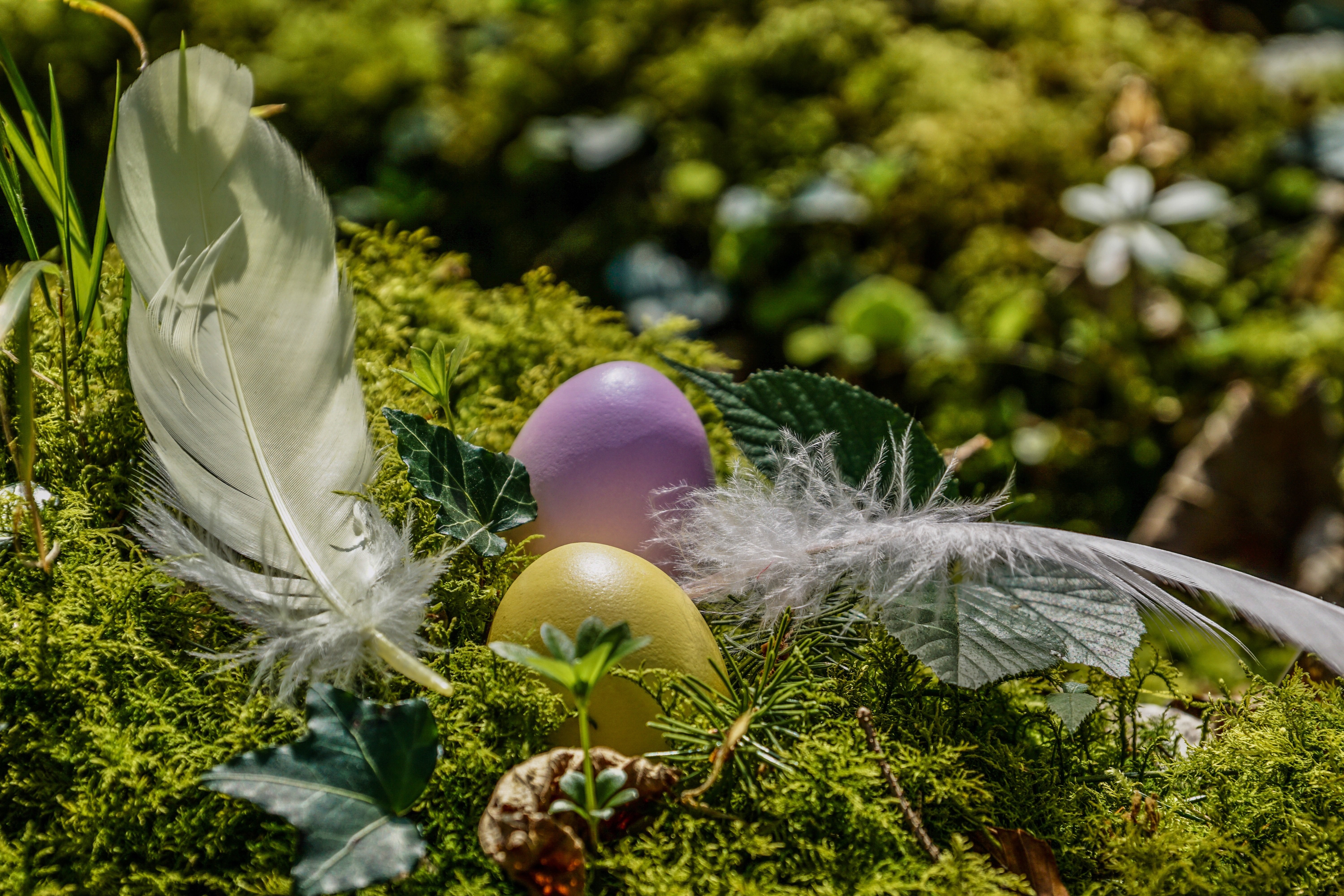 Easter eggs and feathers on moss HD Wallpaper