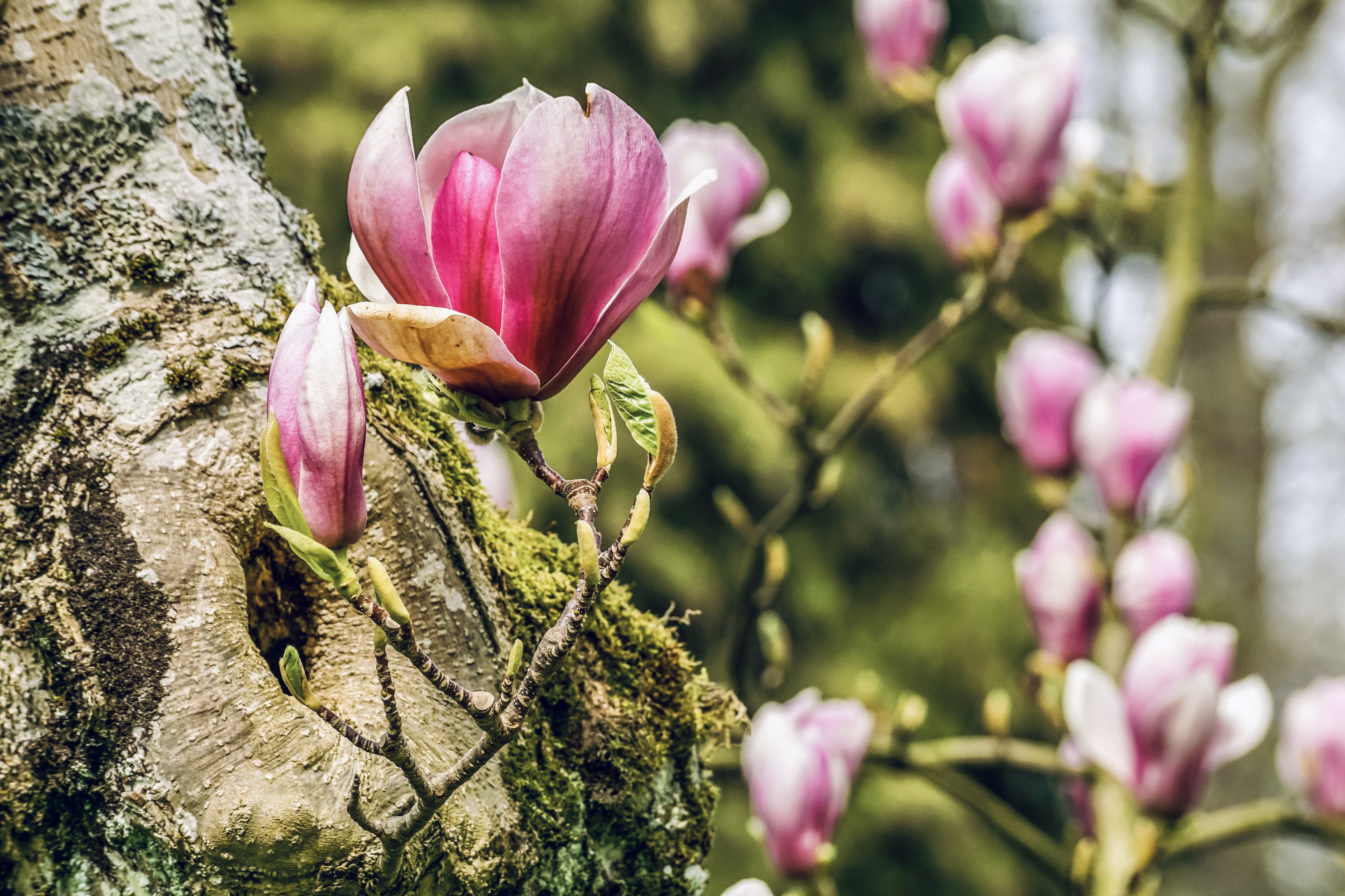 Magnolia flowers blooming on a tree trunk HD Wallpaper