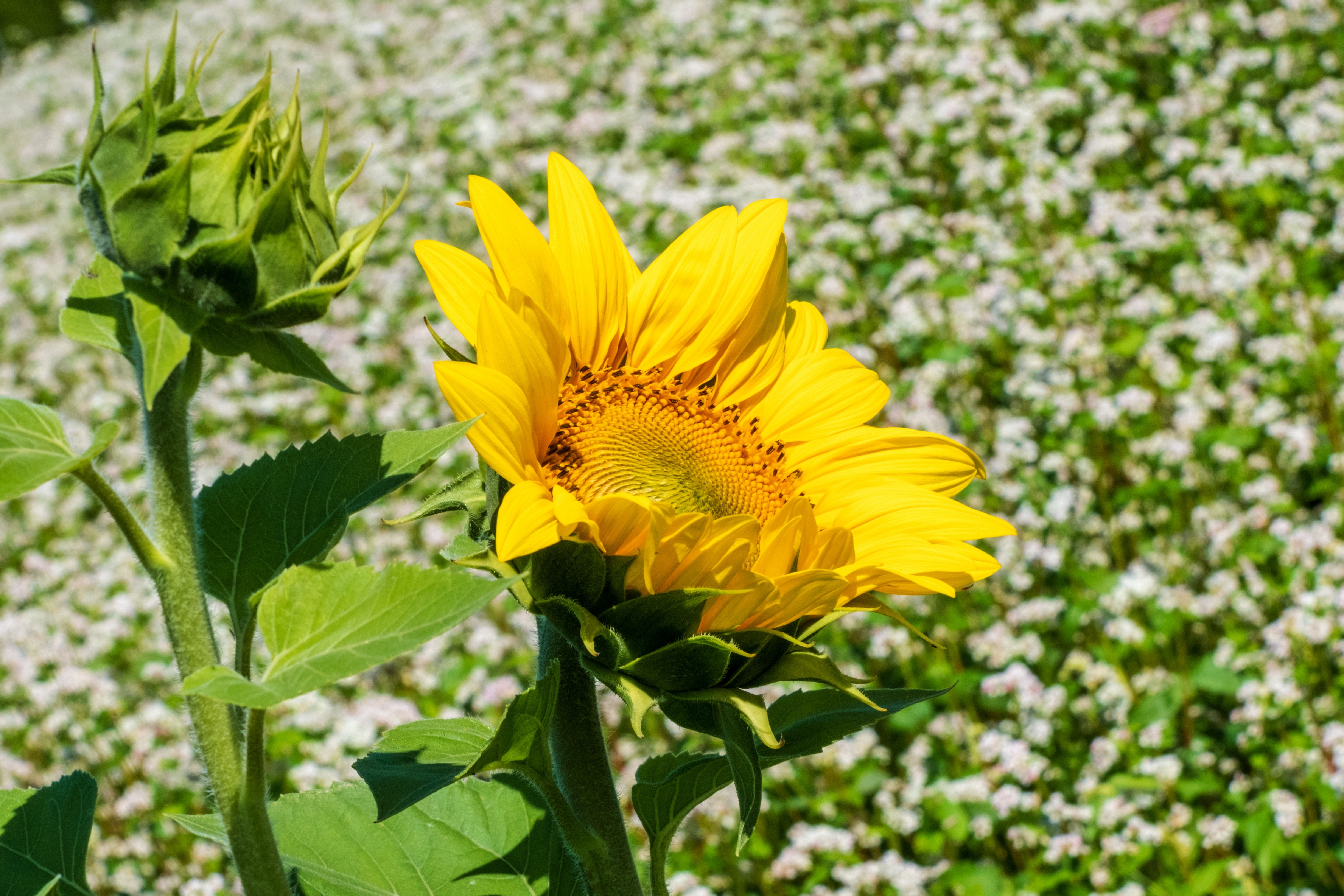 Sunflower bud and bloom in a field HD Wallpaper