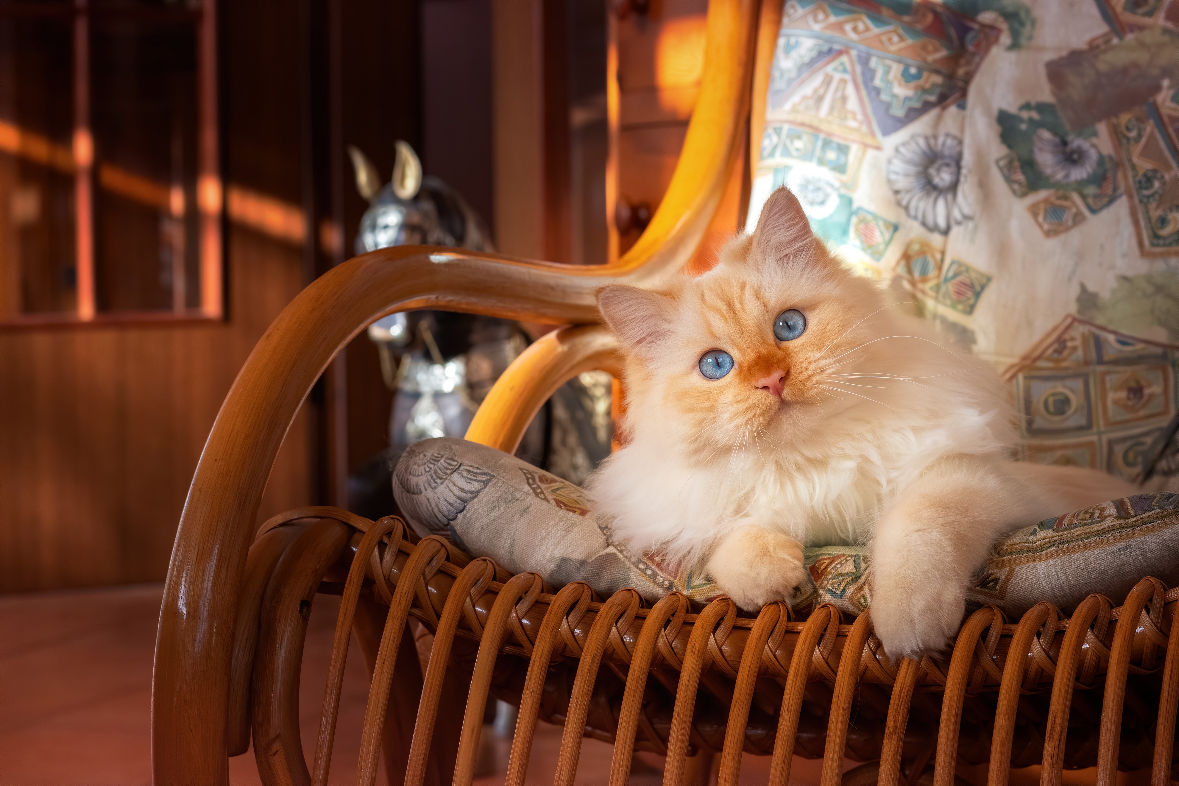 Ginger Cat with Blue Eyes on Armchair HD Wallpaper
