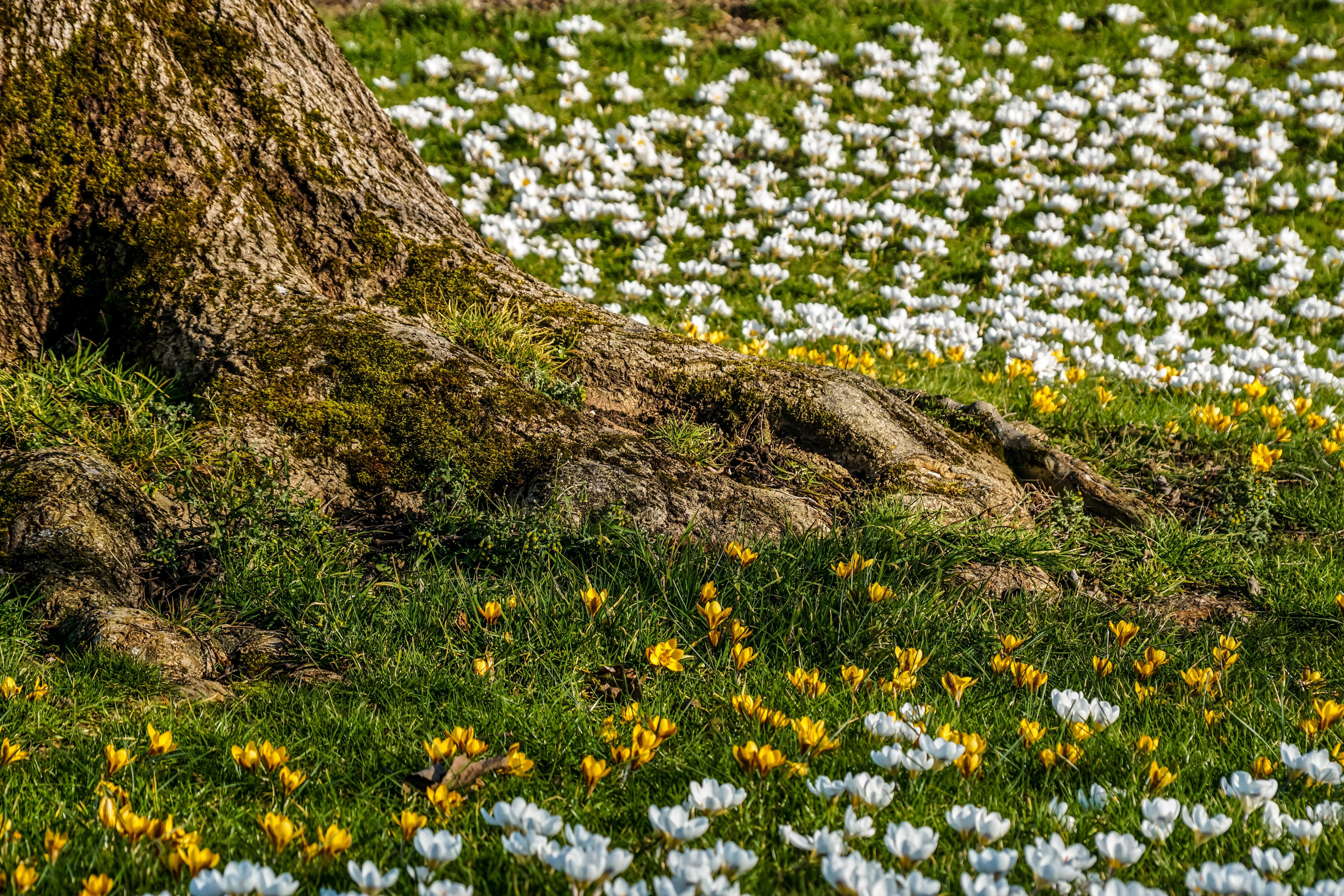 4K Spring Crocuses Blooming Vibrantly HD Wallpaper