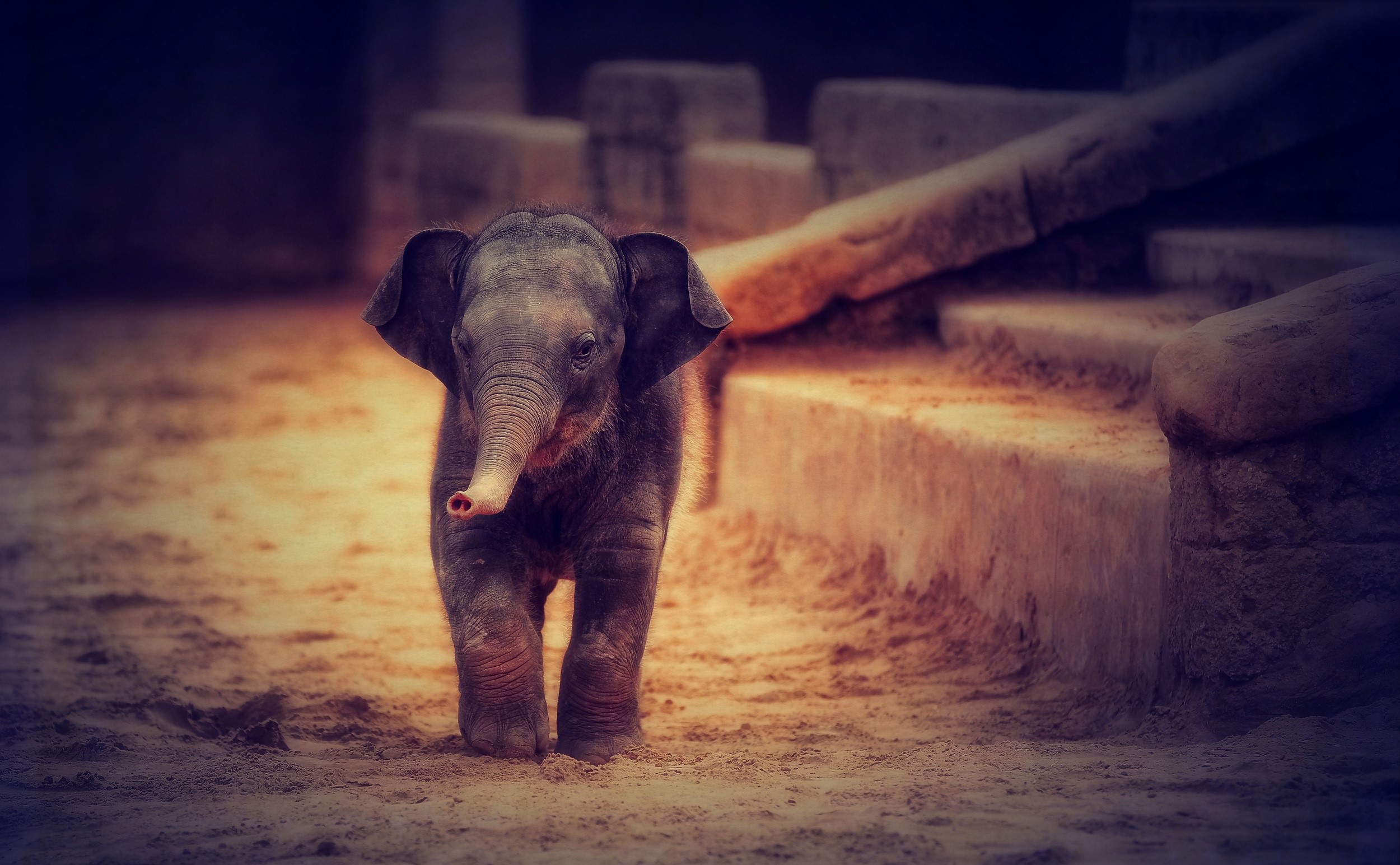 Baby elephant standing on sandy ground HD Wallpaper