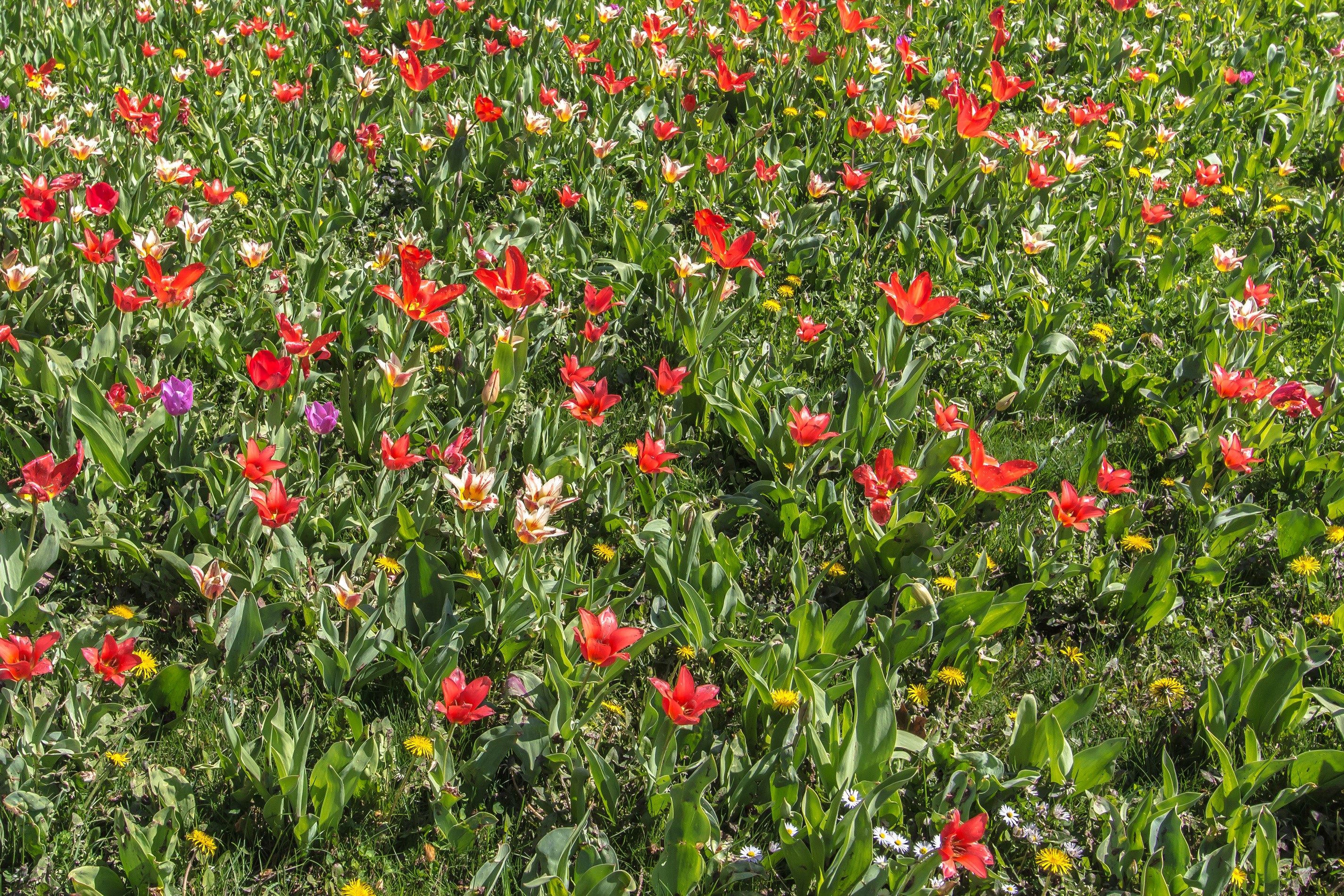 Field of Red and White Tulips with Green Foliage HD Wallpaper