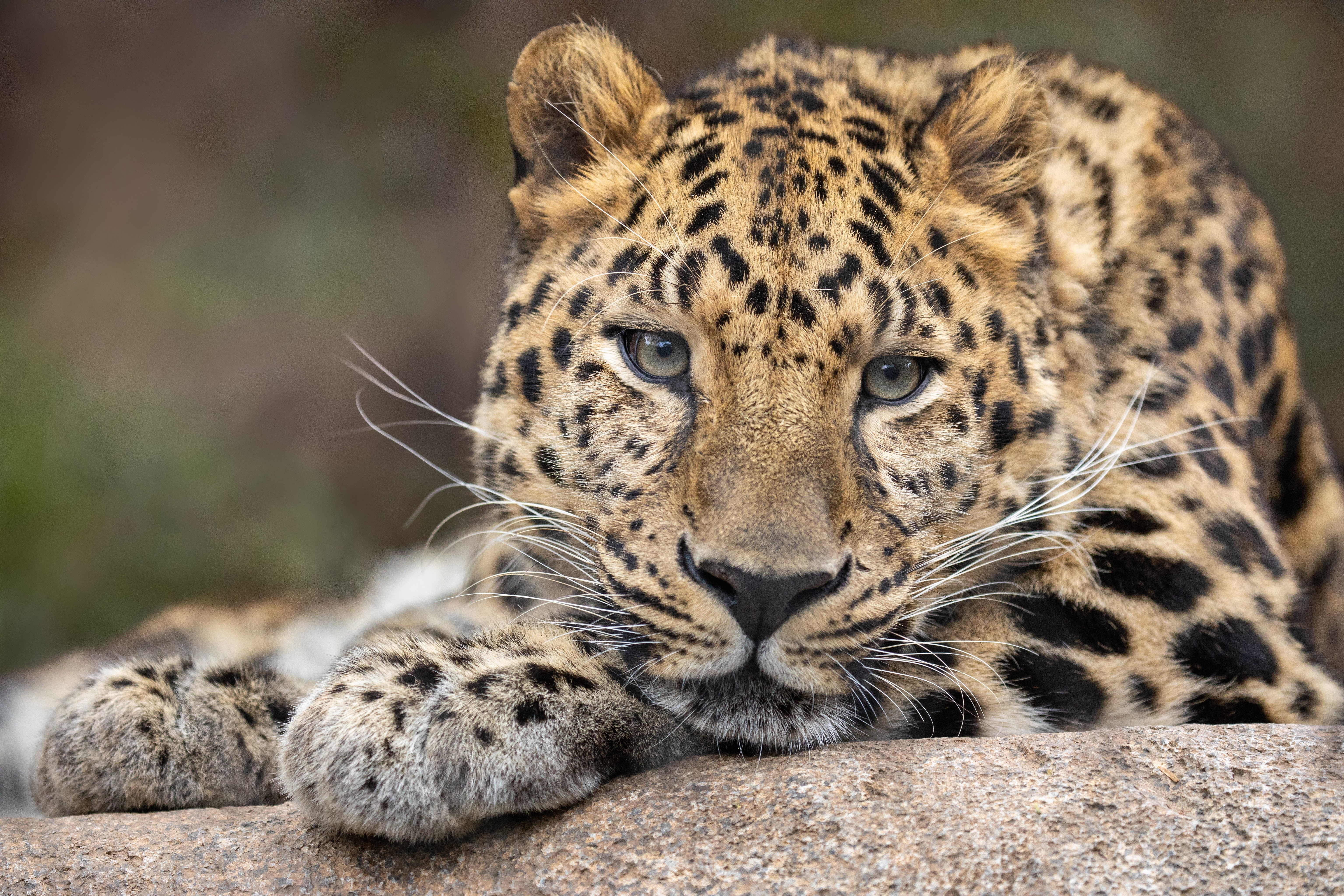 Leopard with prominent whiskers looking forward HD Wallpaper