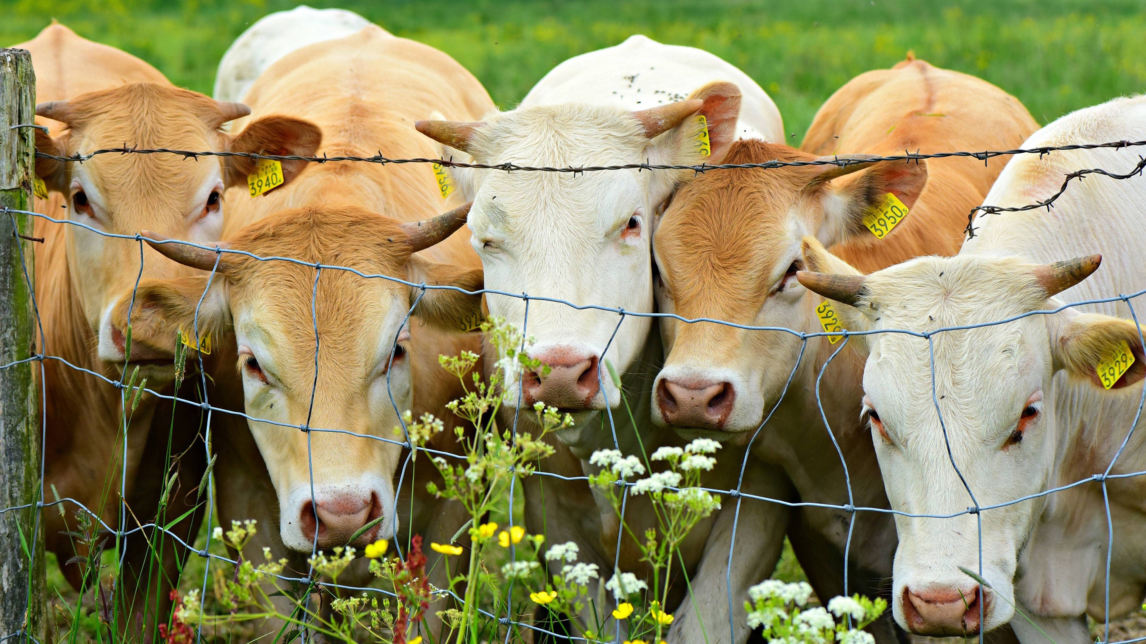 Cows behind a fence HD Wallpaper
