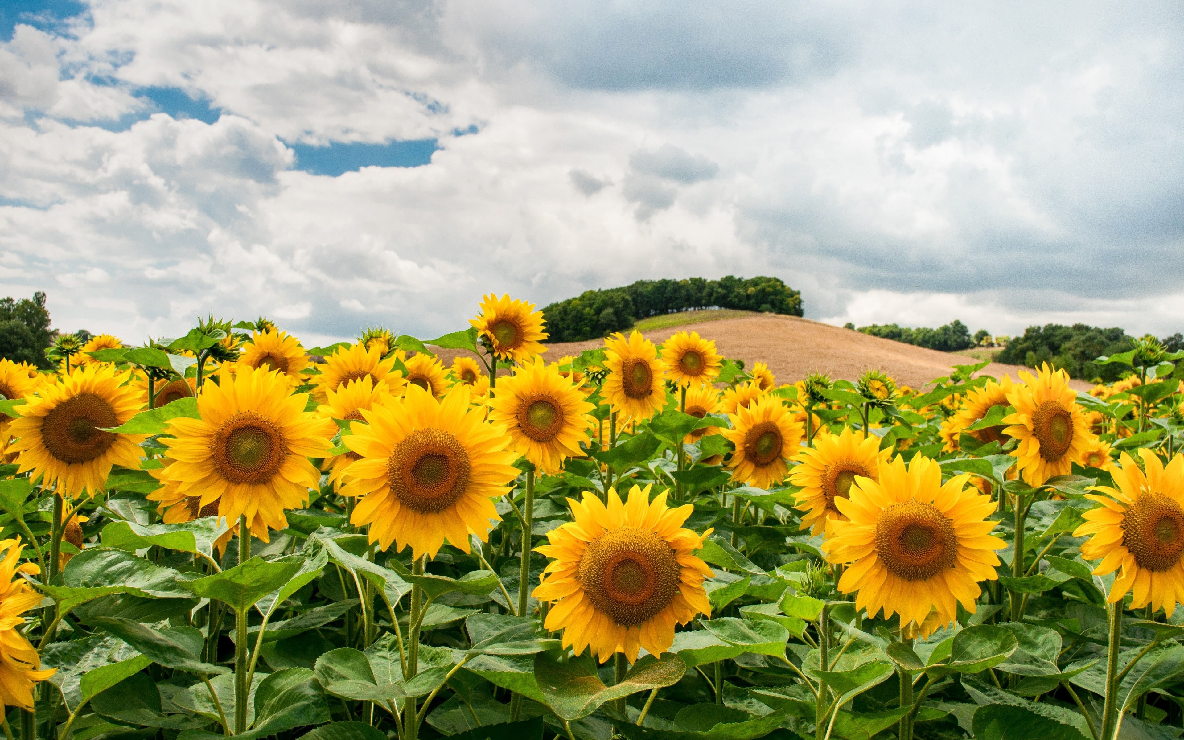 4K Sunflowers Field Under Cloudy Sky HD Wallpaper