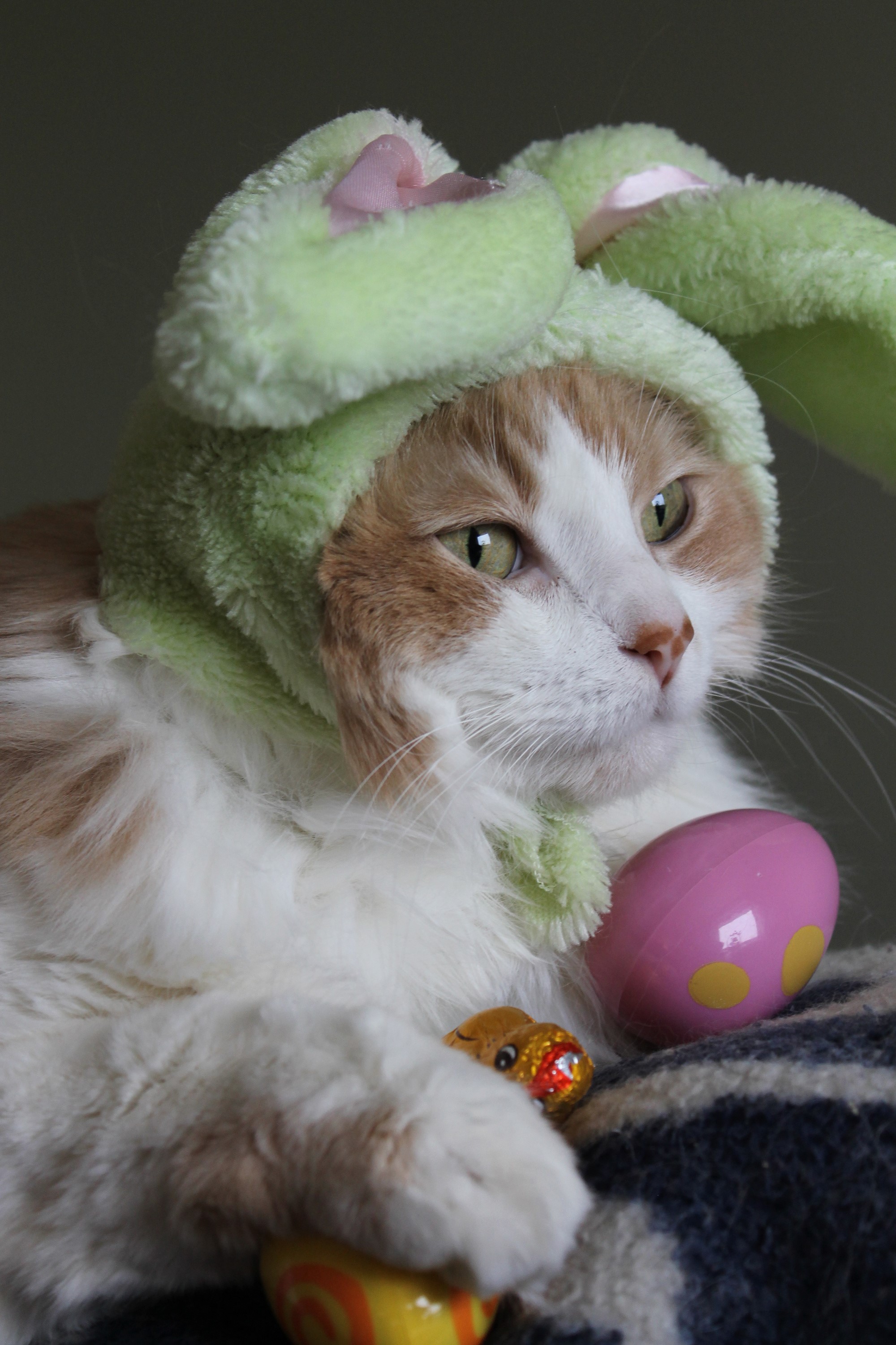 Cat wearing Easter bunny hat with eggs HD Phone Wallpaper
