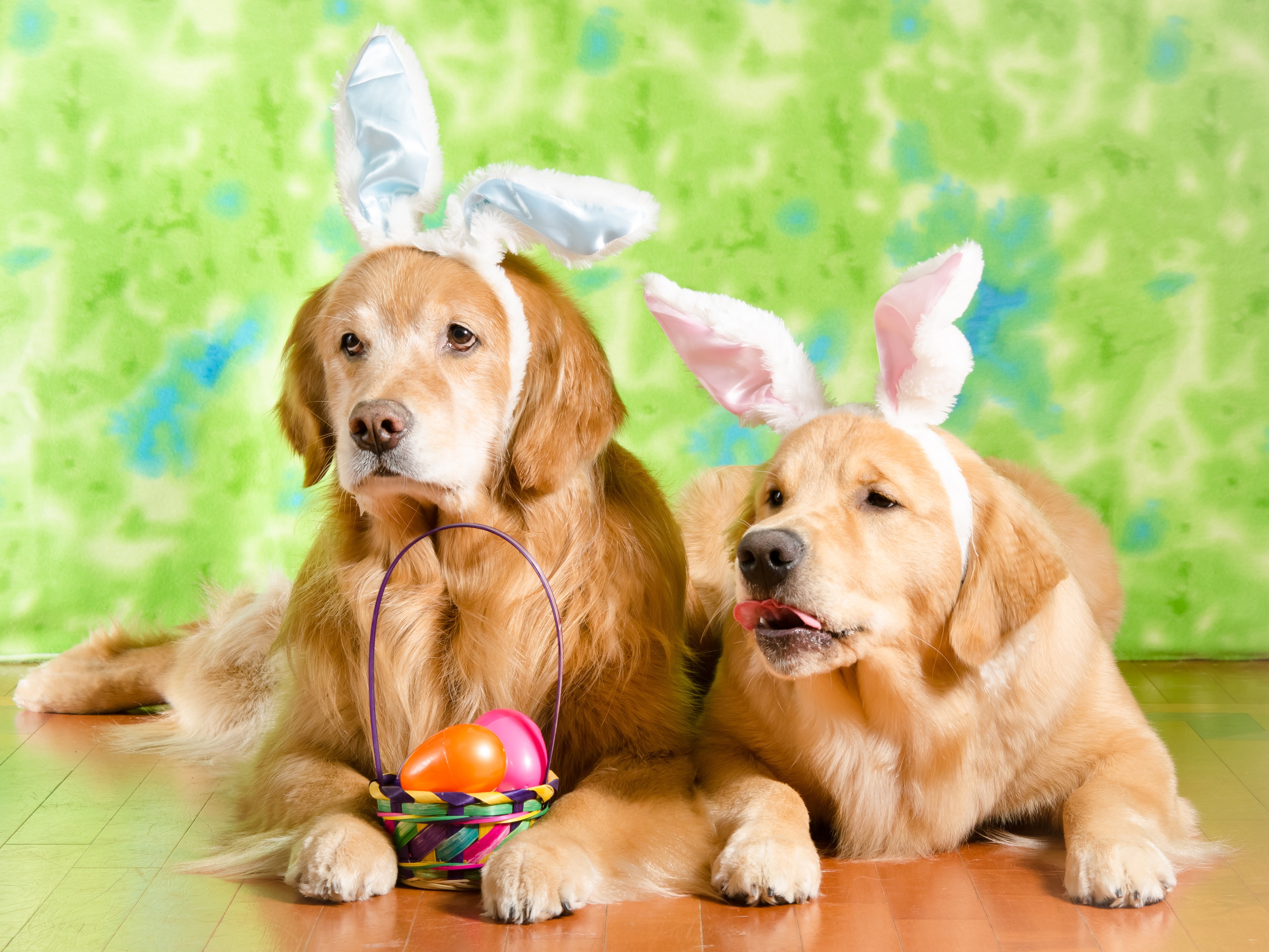 Two Golden Retrievers with Easter Bunny Ears and Basket HD Wallpaper
