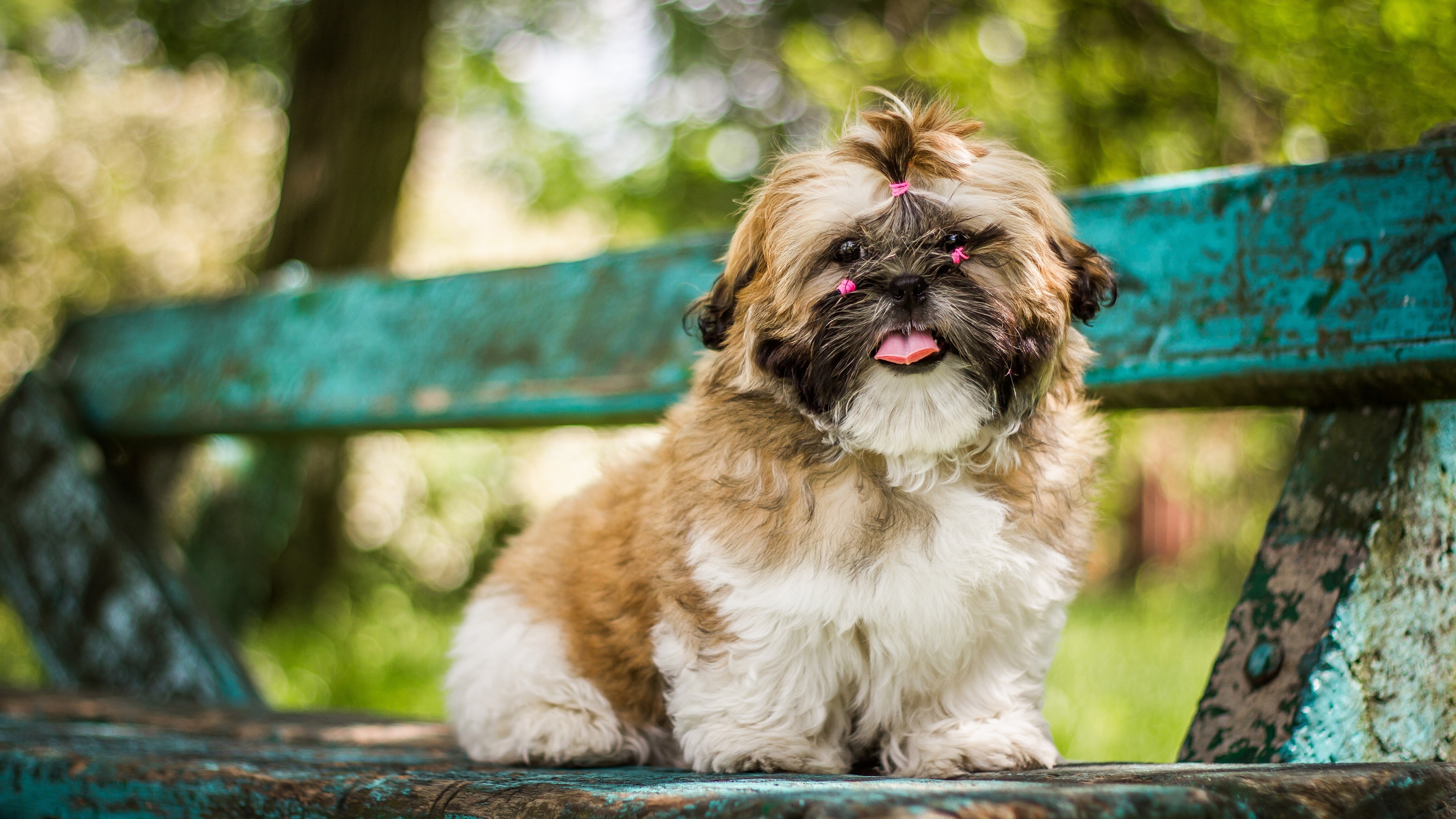 Shih Tzu dog with pink bows on a bench HD Wallpaper