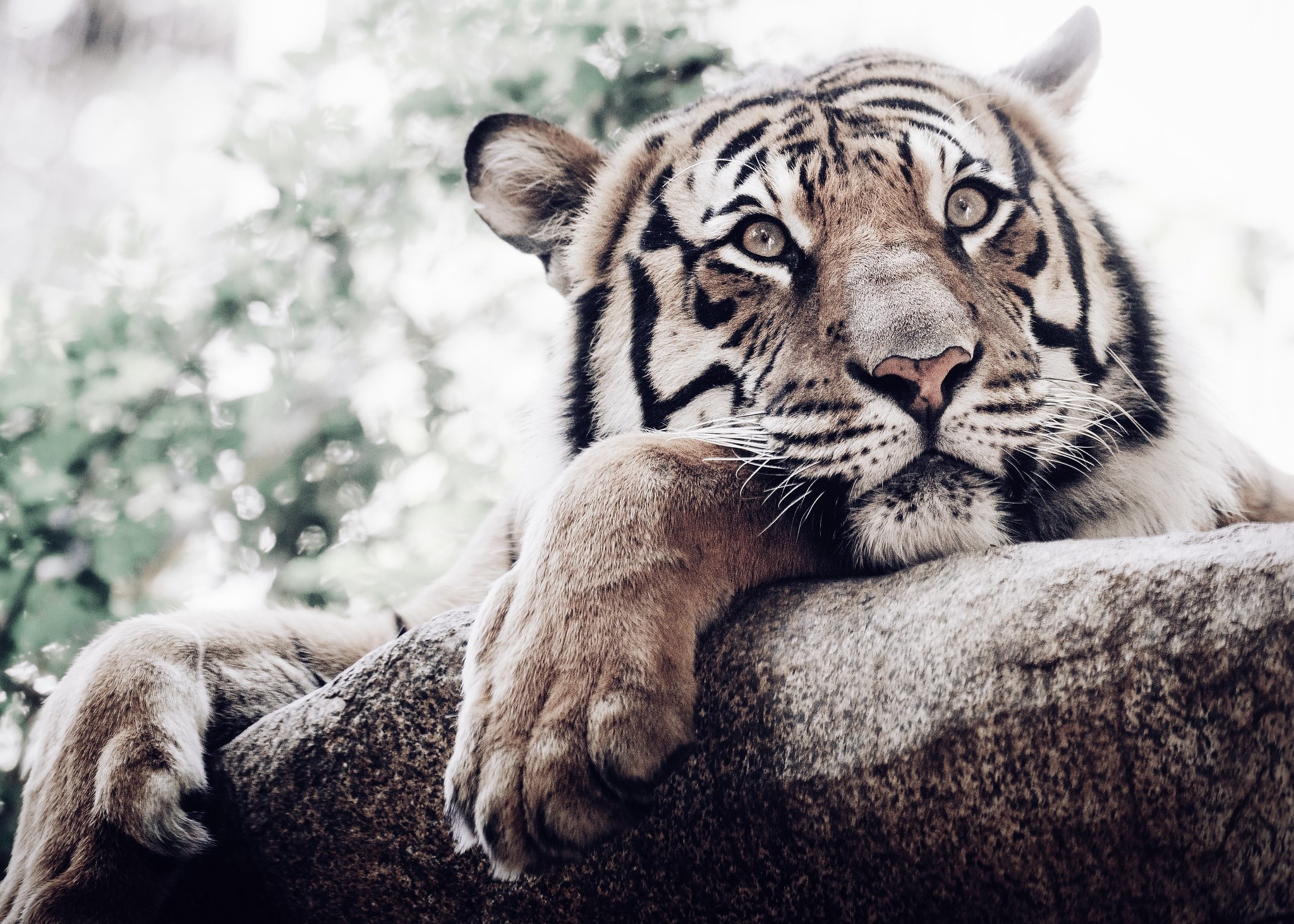 Tiger resting on a rock HD Wallpaper