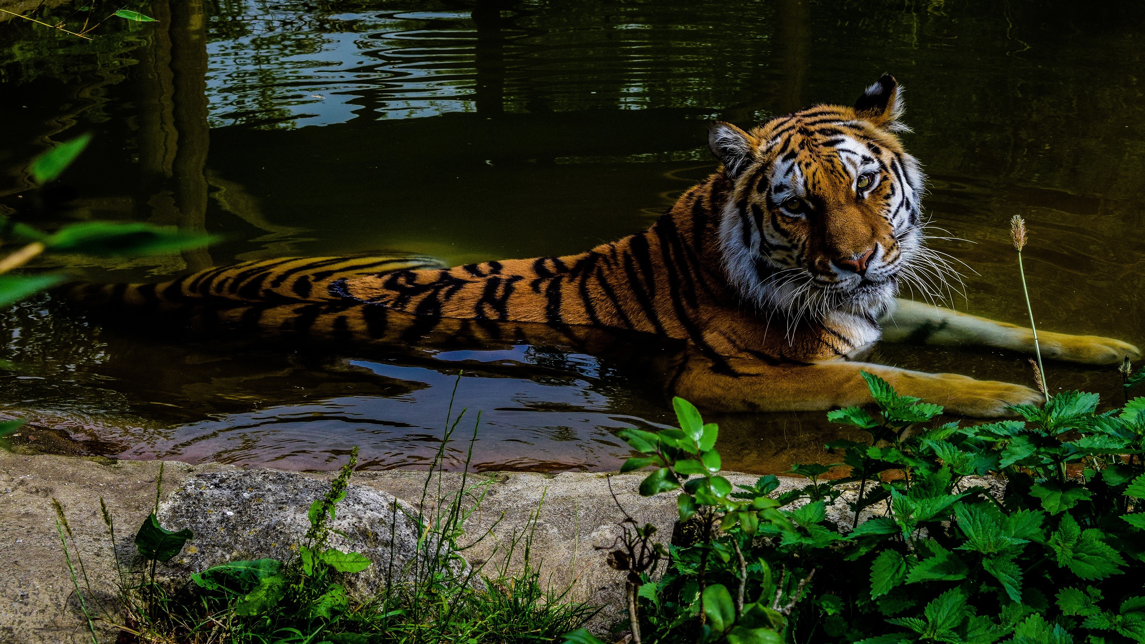 Tiger resting in water HD Wallpaper