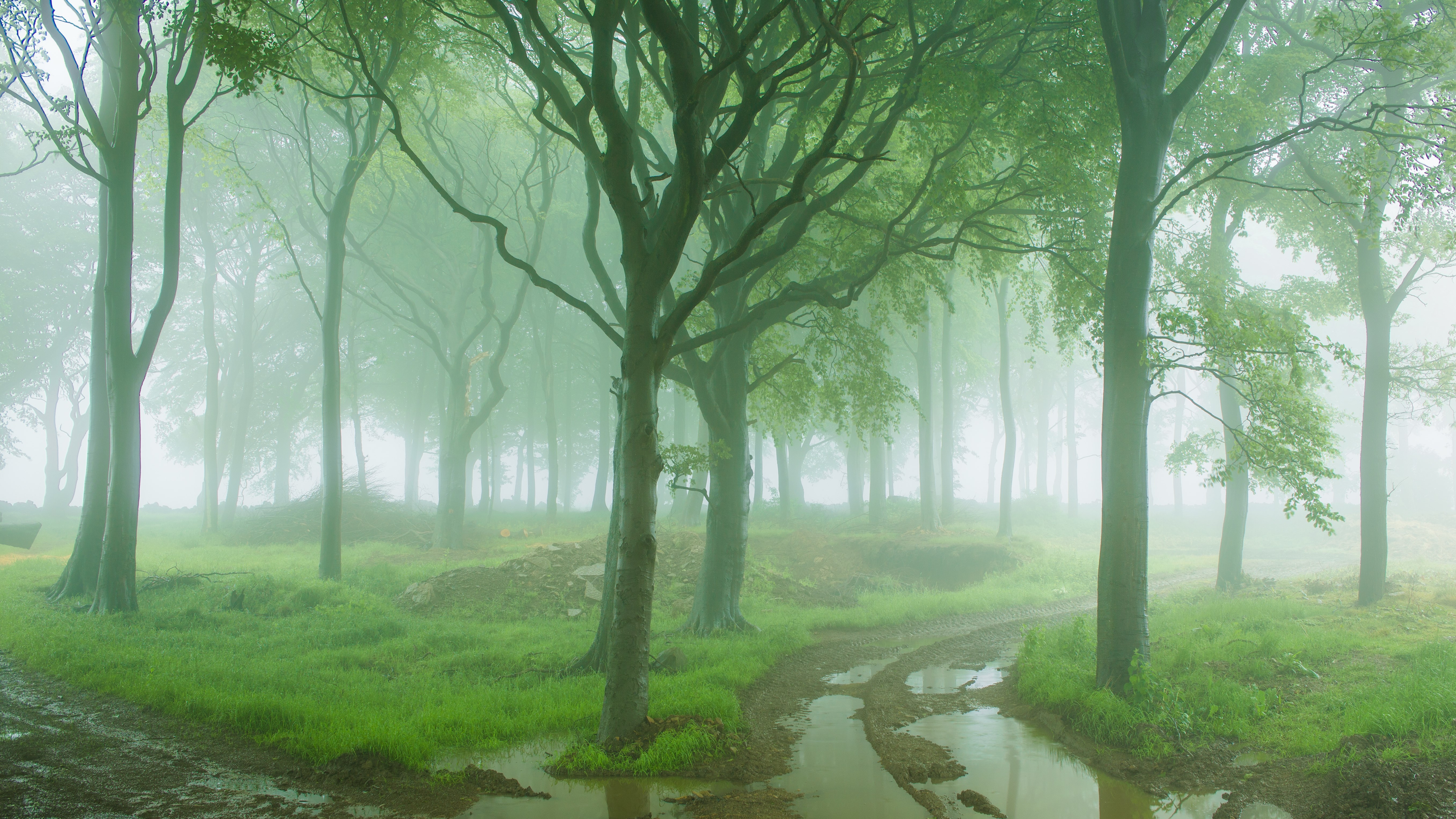 Misty forest with a muddy path and puddles HD Wallpaper