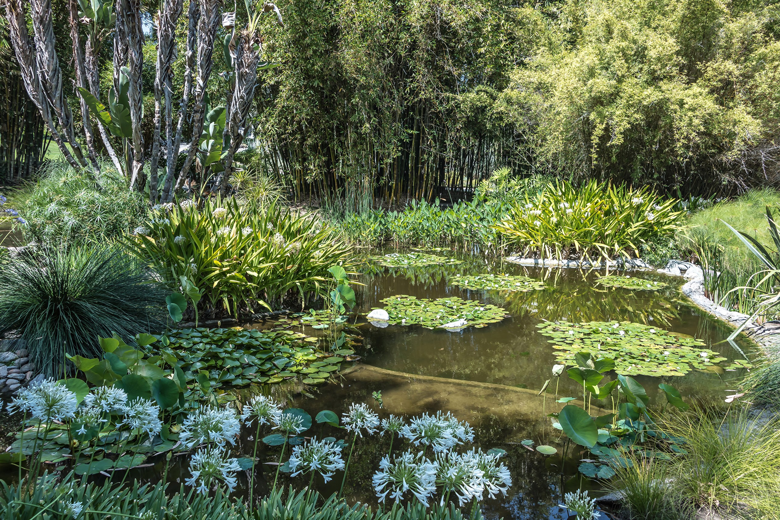 Botanical Gardens pond with water lilies and bamboo HD Wallpaper