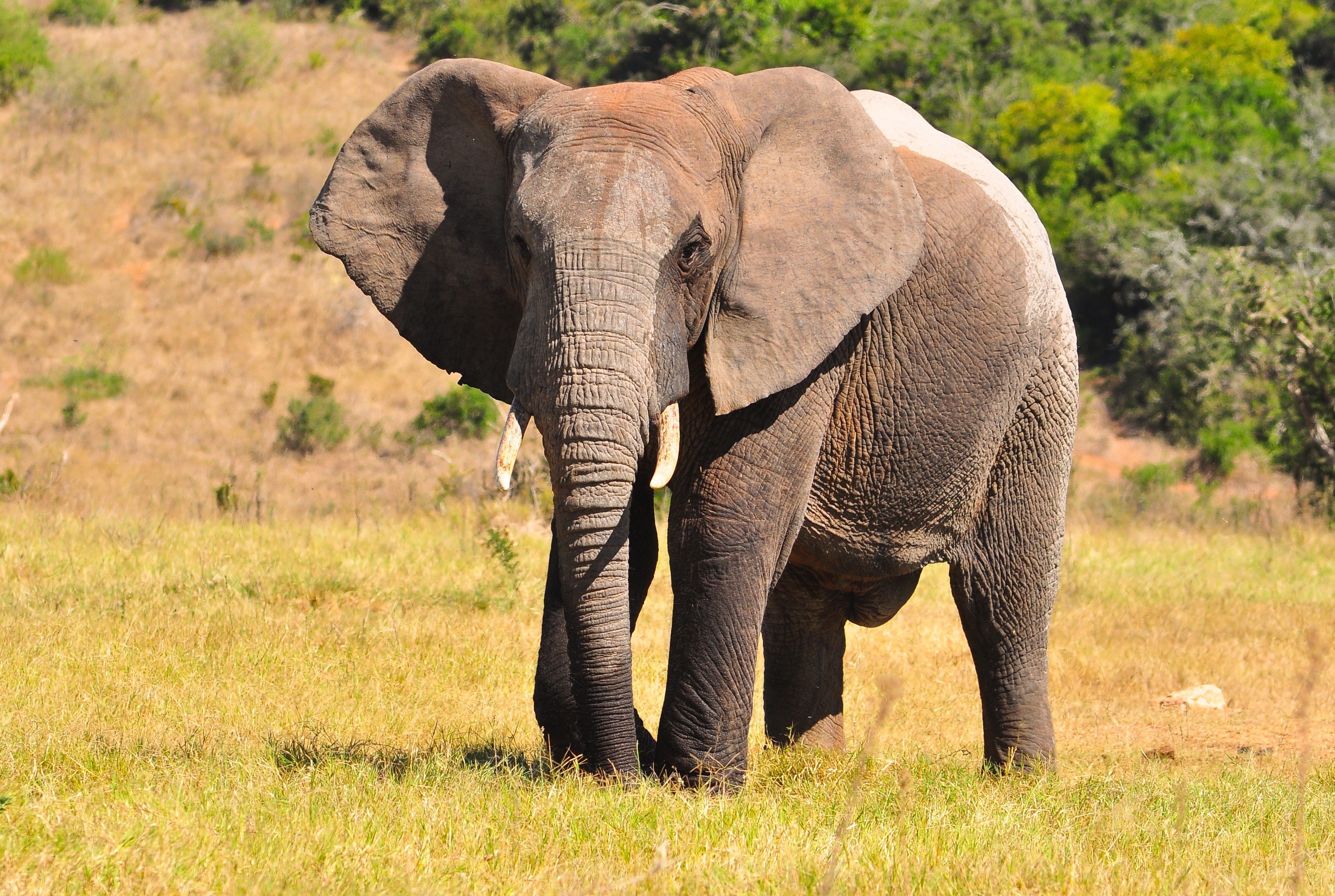 Elephant standing in a grassy field HD Wallpaper