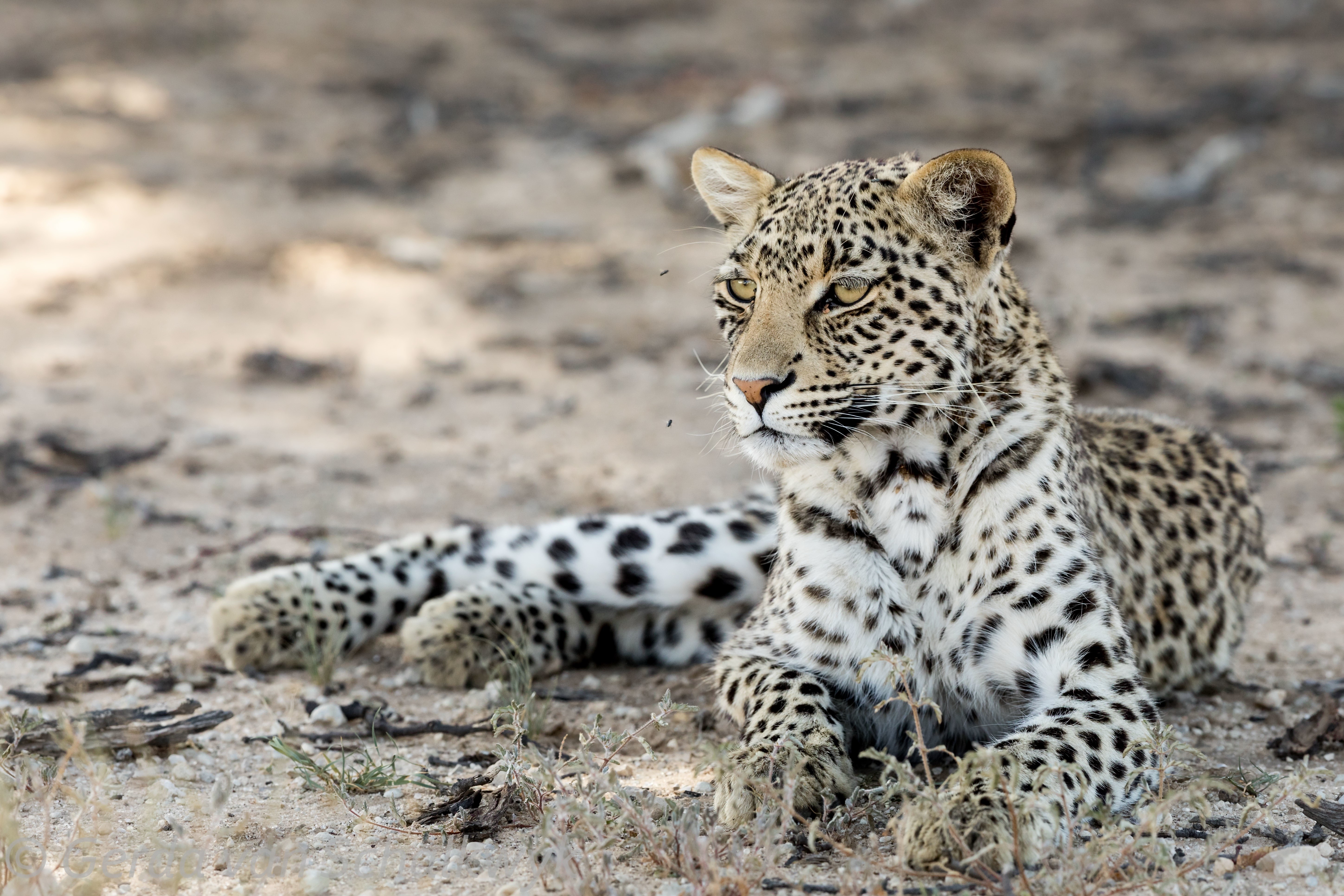 Kgalagadi Leopard Lying Down HD Wallpaper