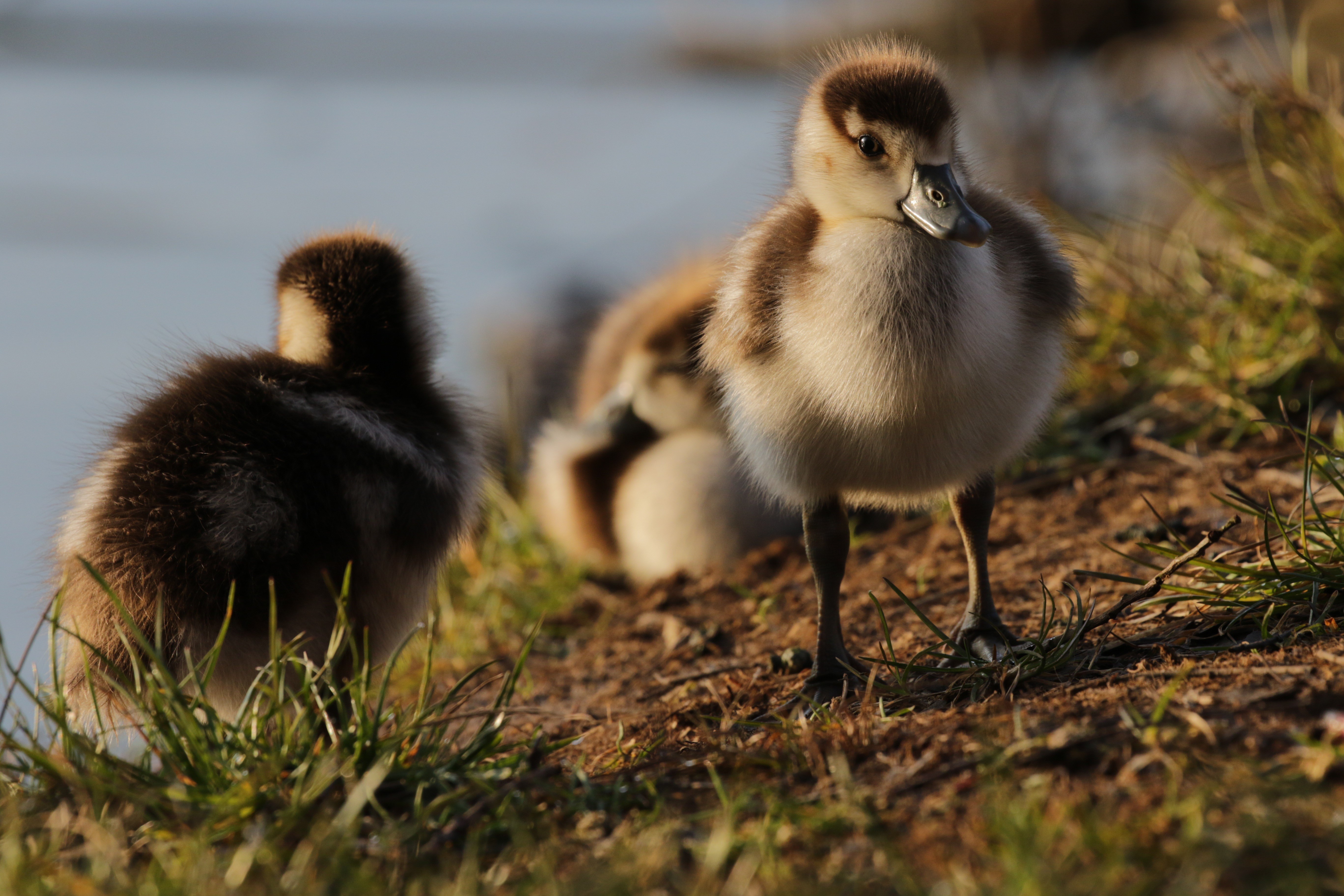 Egyptian Goose Goslings on a grassy bank HD Wallpaper