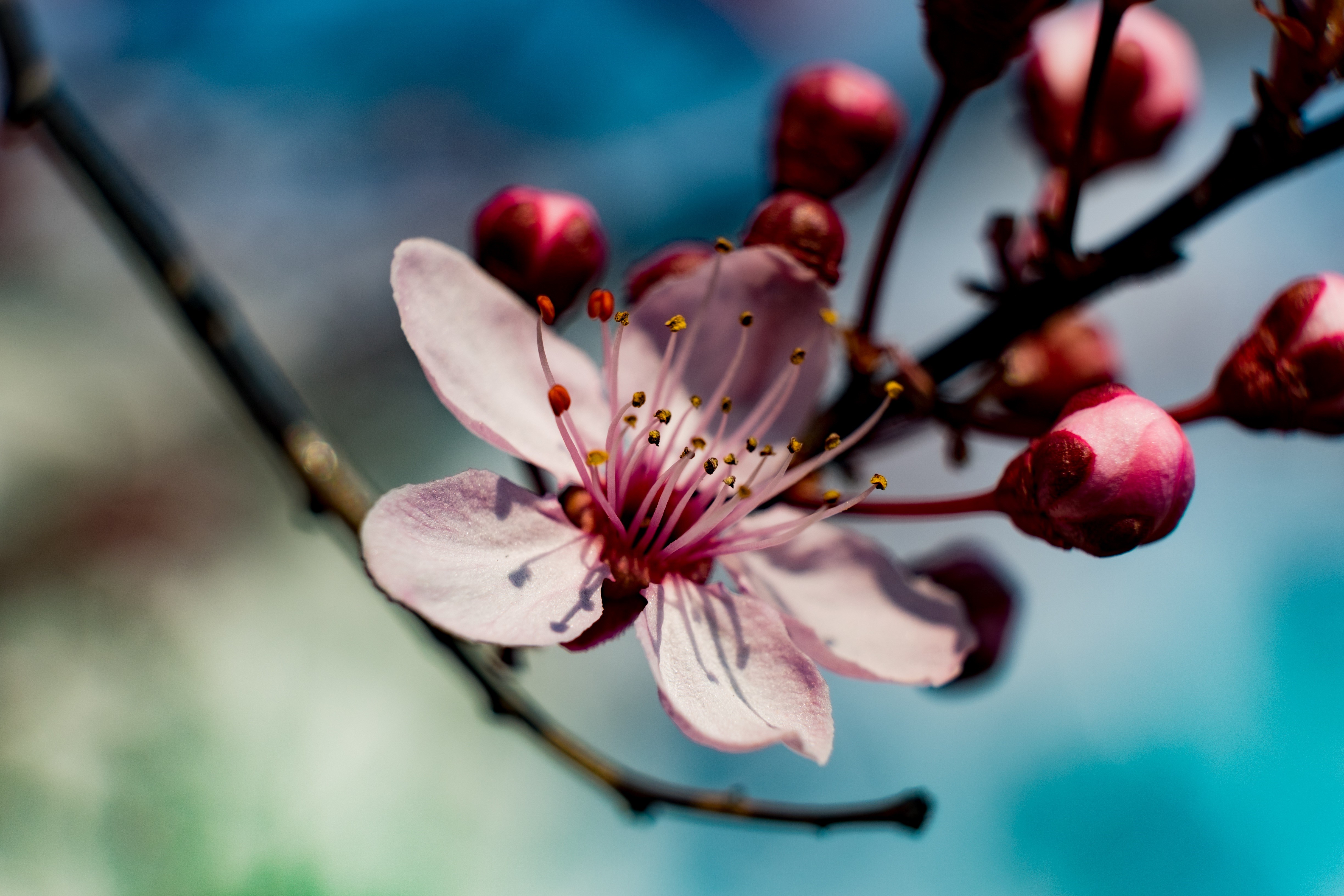 4K Spring Sakura Bokeh HD Wallpaper