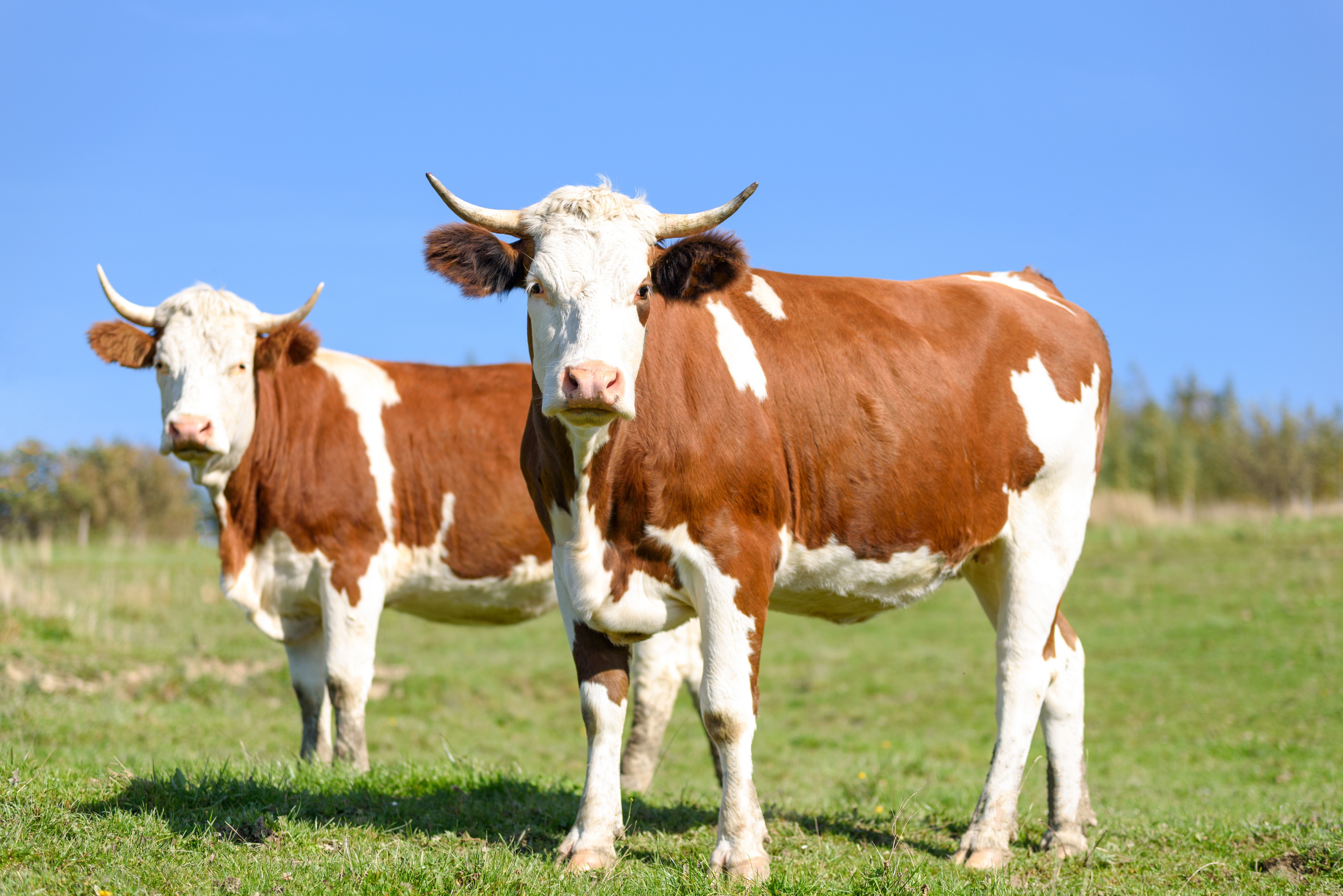 Two cows with horns in a grassy field HD Wallpaper