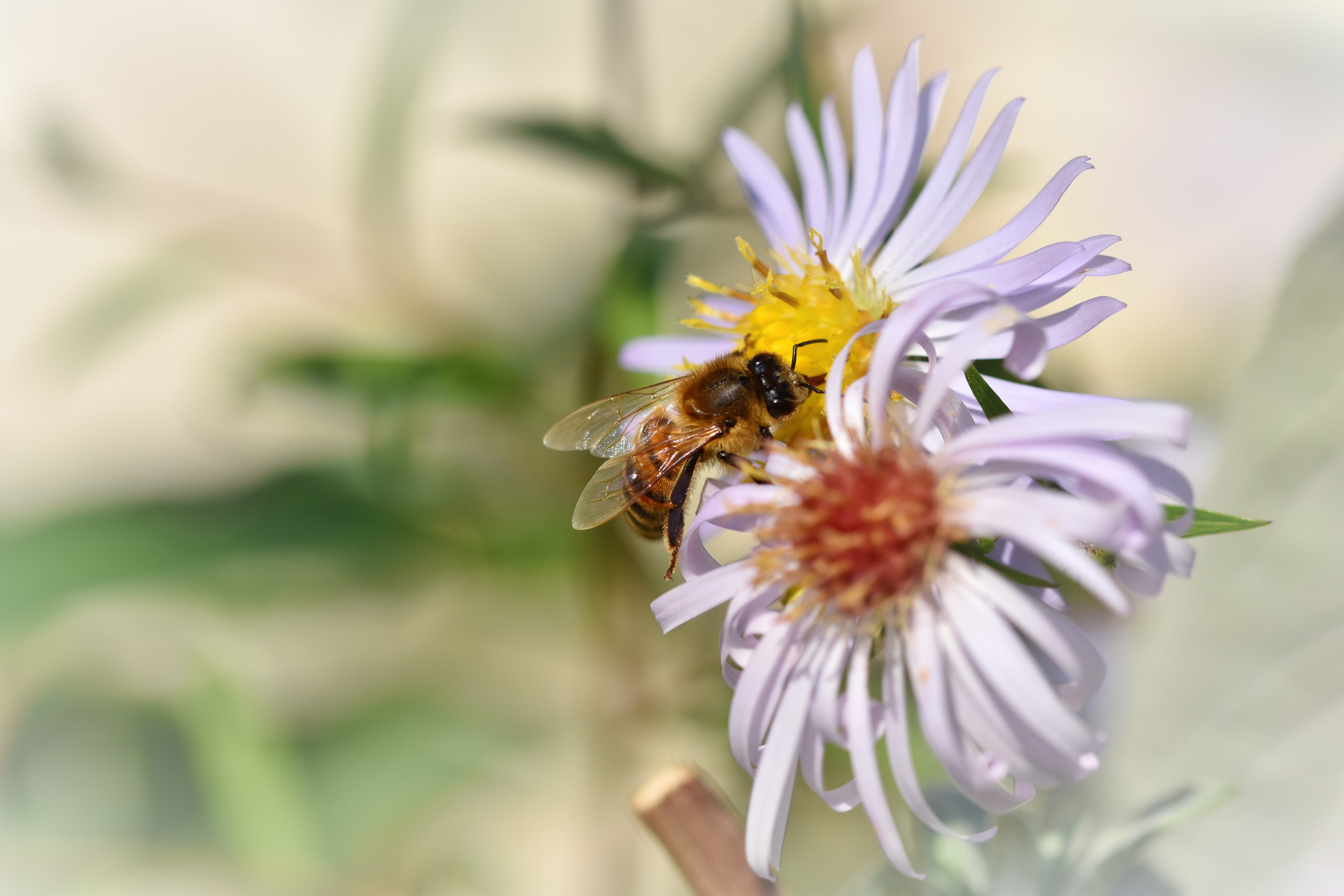 Bee on a purple aster flower HD Wallpaper