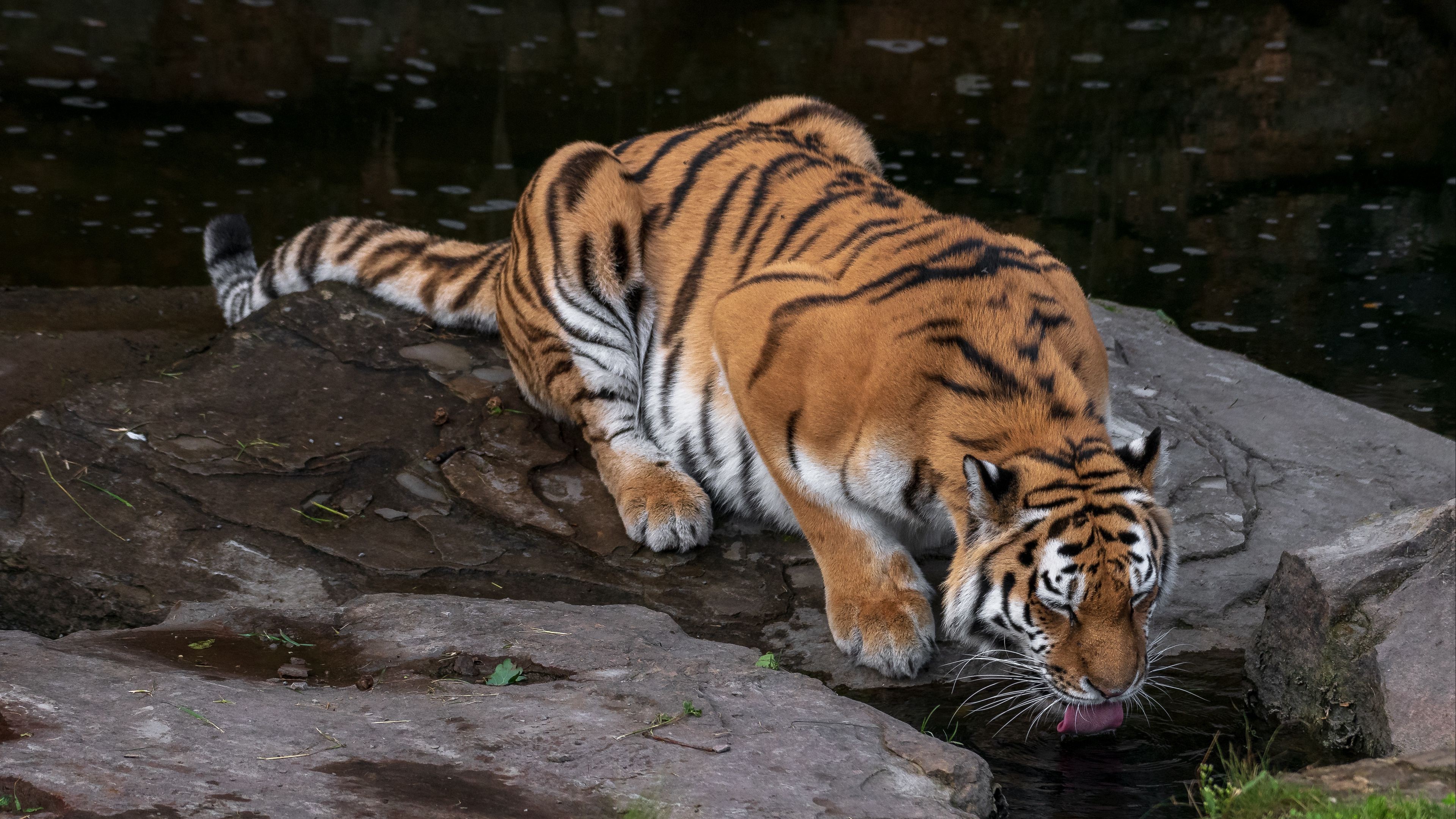 Tiger drinking water from rocks HD Wallpaper