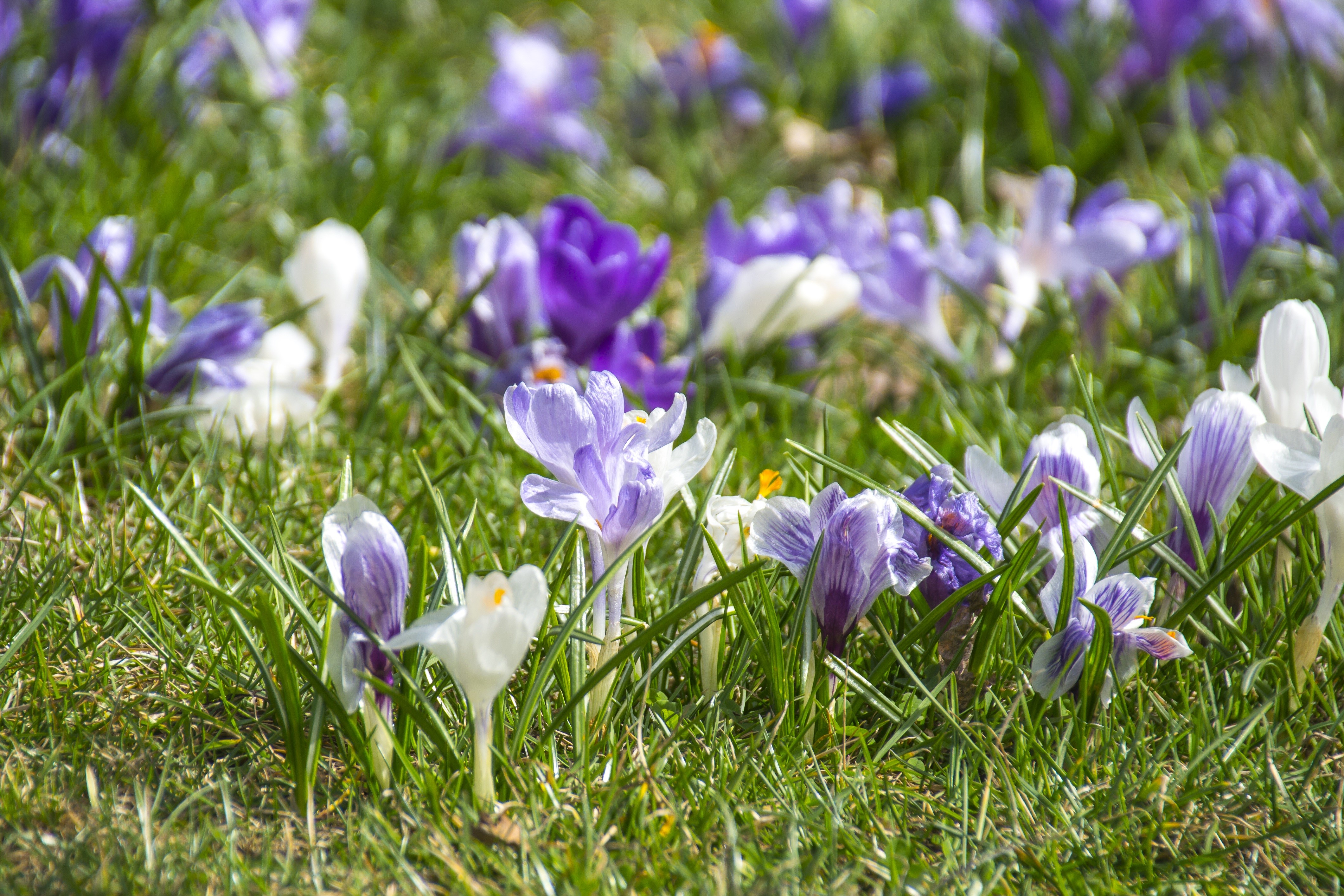 4K Crocuses in Grass HD Wallpaper