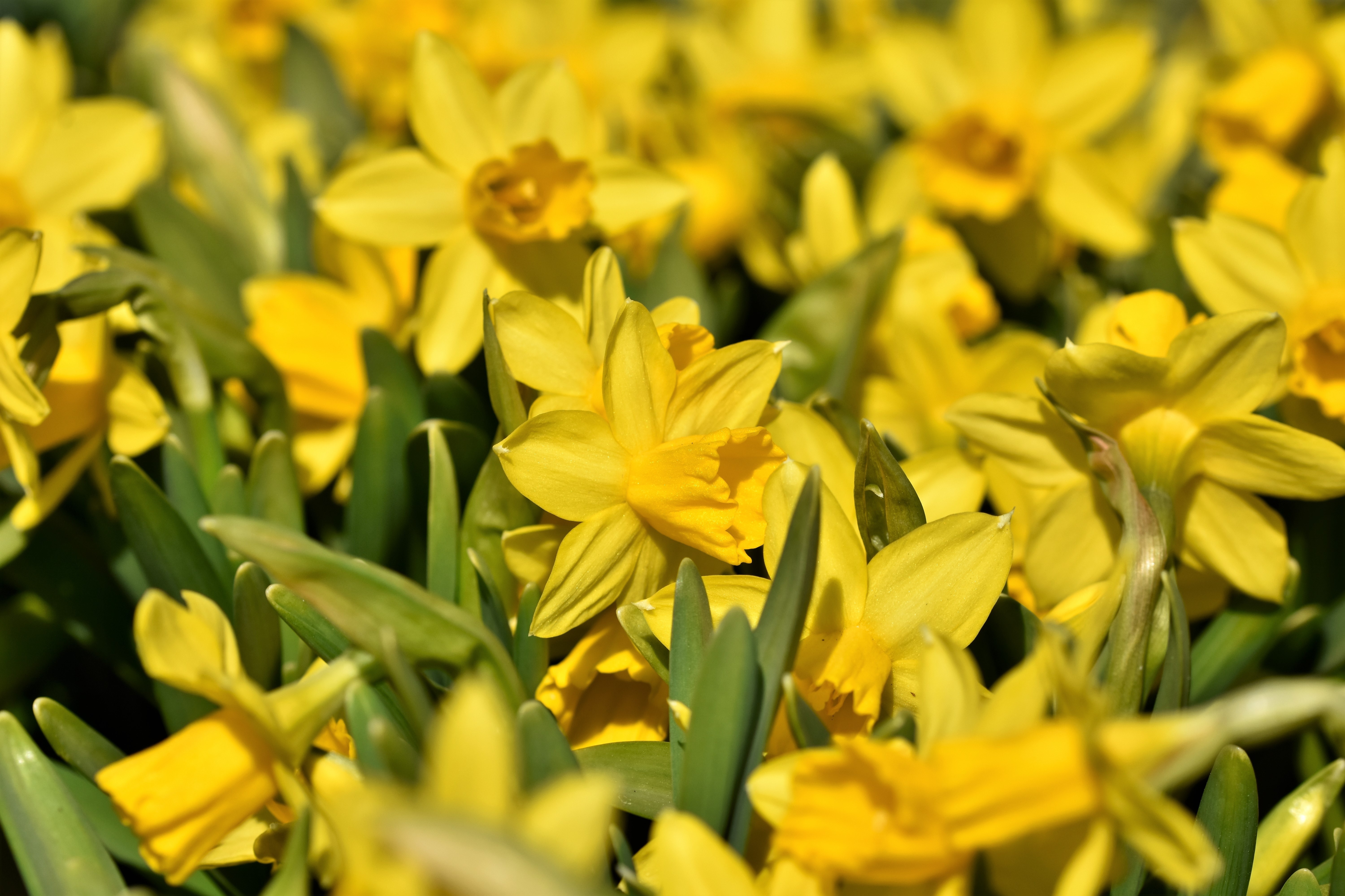 Many Yellow Daffodils HD Wallpaper