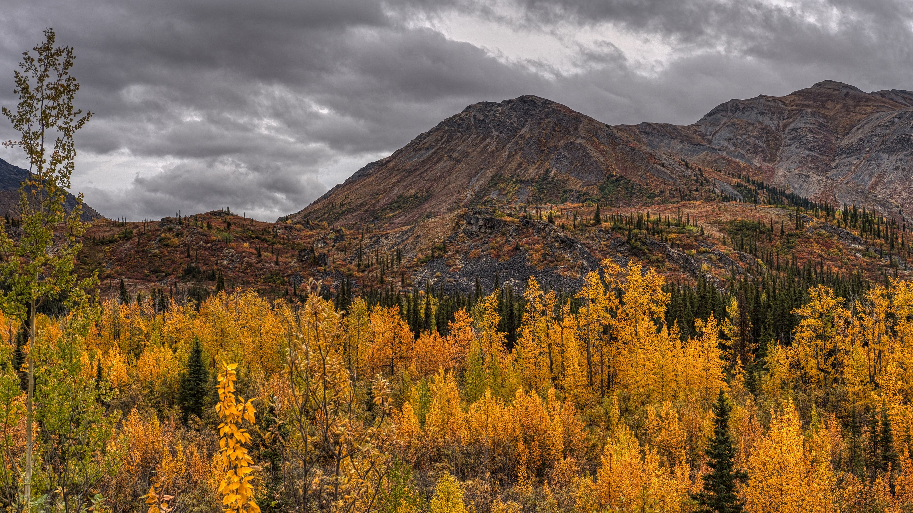 Autumn Mountains and Trees in Canada HD Wallpaper