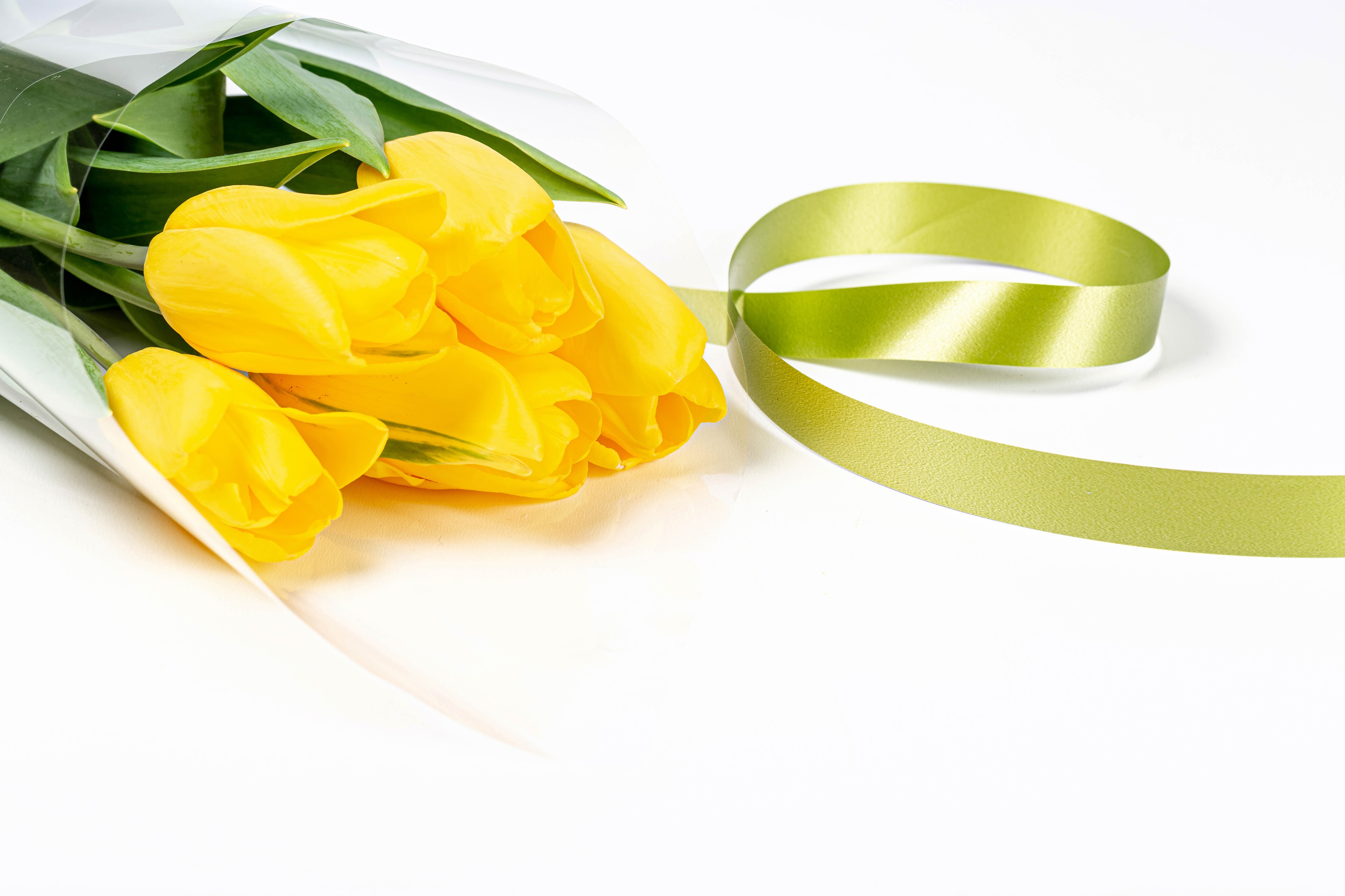 Yellow Tulips with Green Ribbon on White Background HD Wallpaper