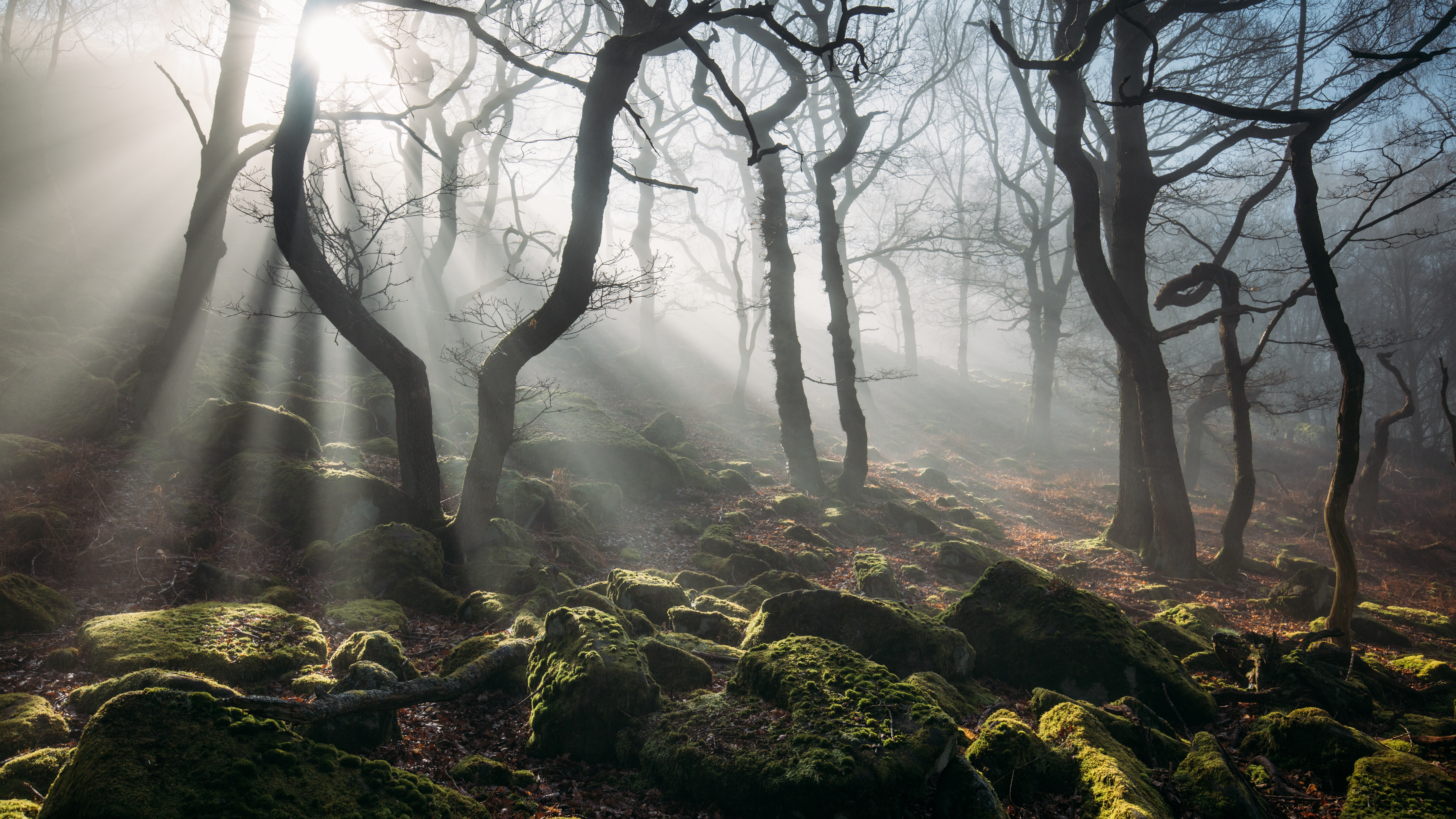 Sunbeams through misty forest with mossy rocks HD Wallpaper