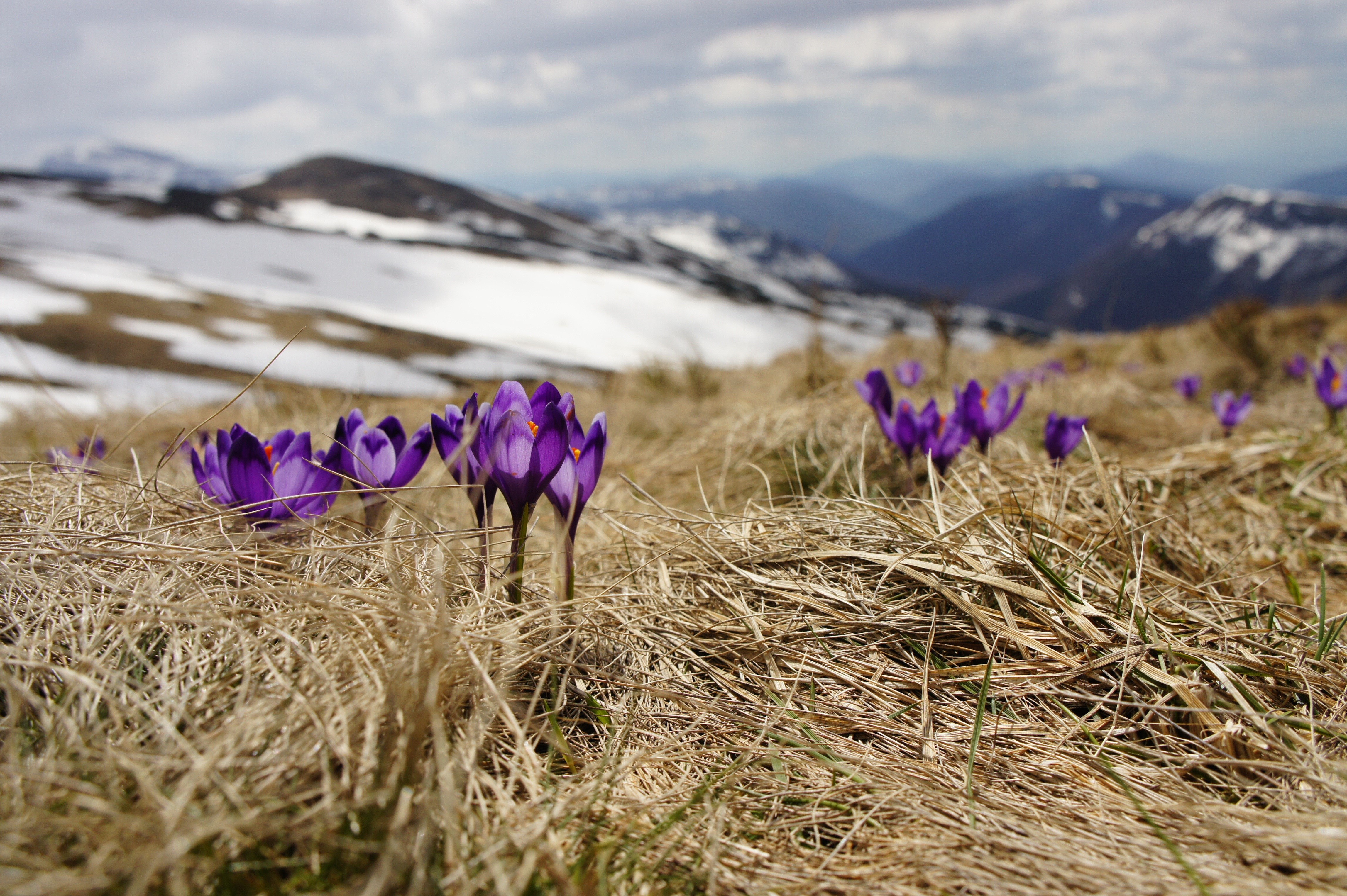 Purple Crocuses Bloom on a Snowy Mountain Slope HD Wallpaper