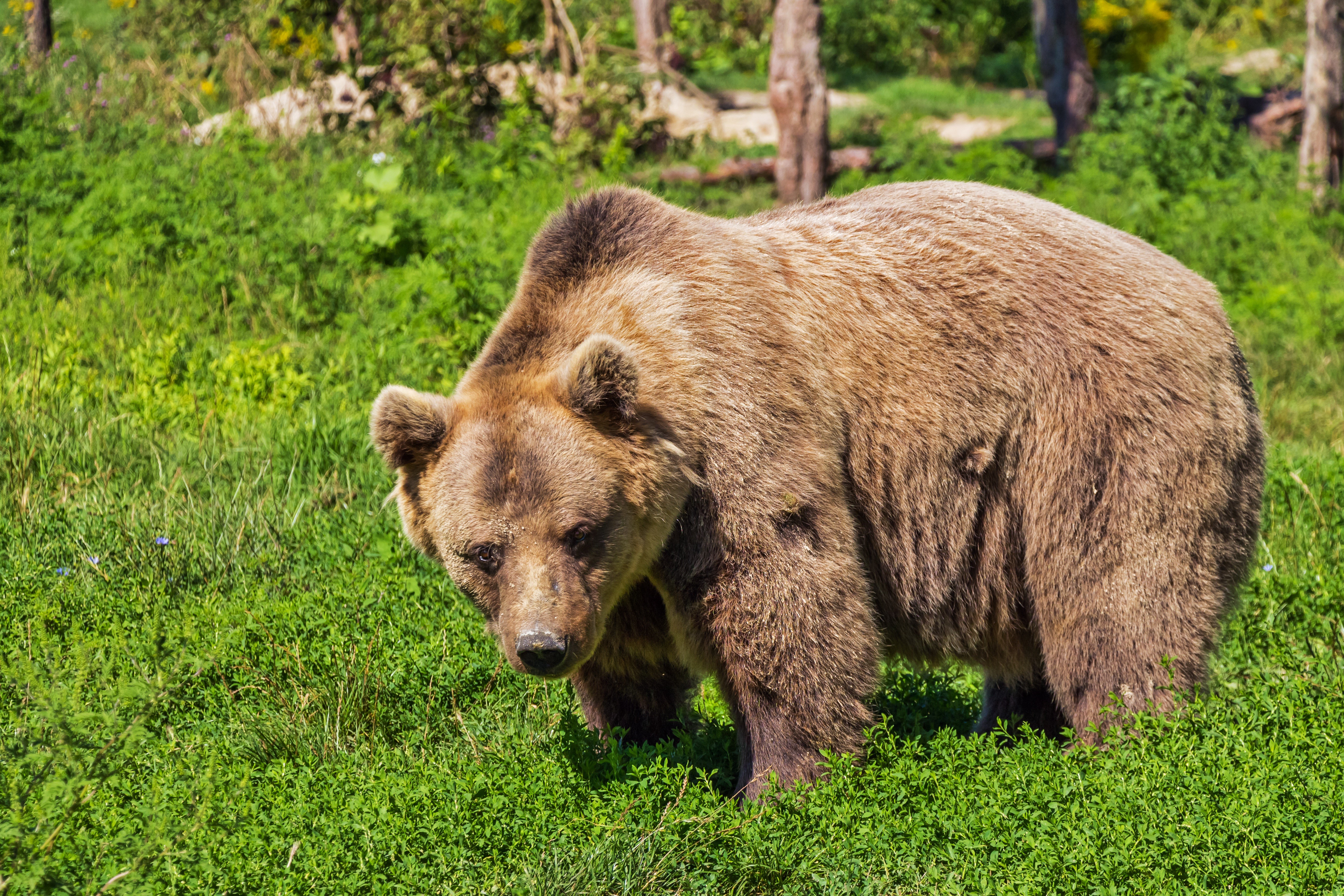 Brown Bear in Green Grass HD Wallpaper